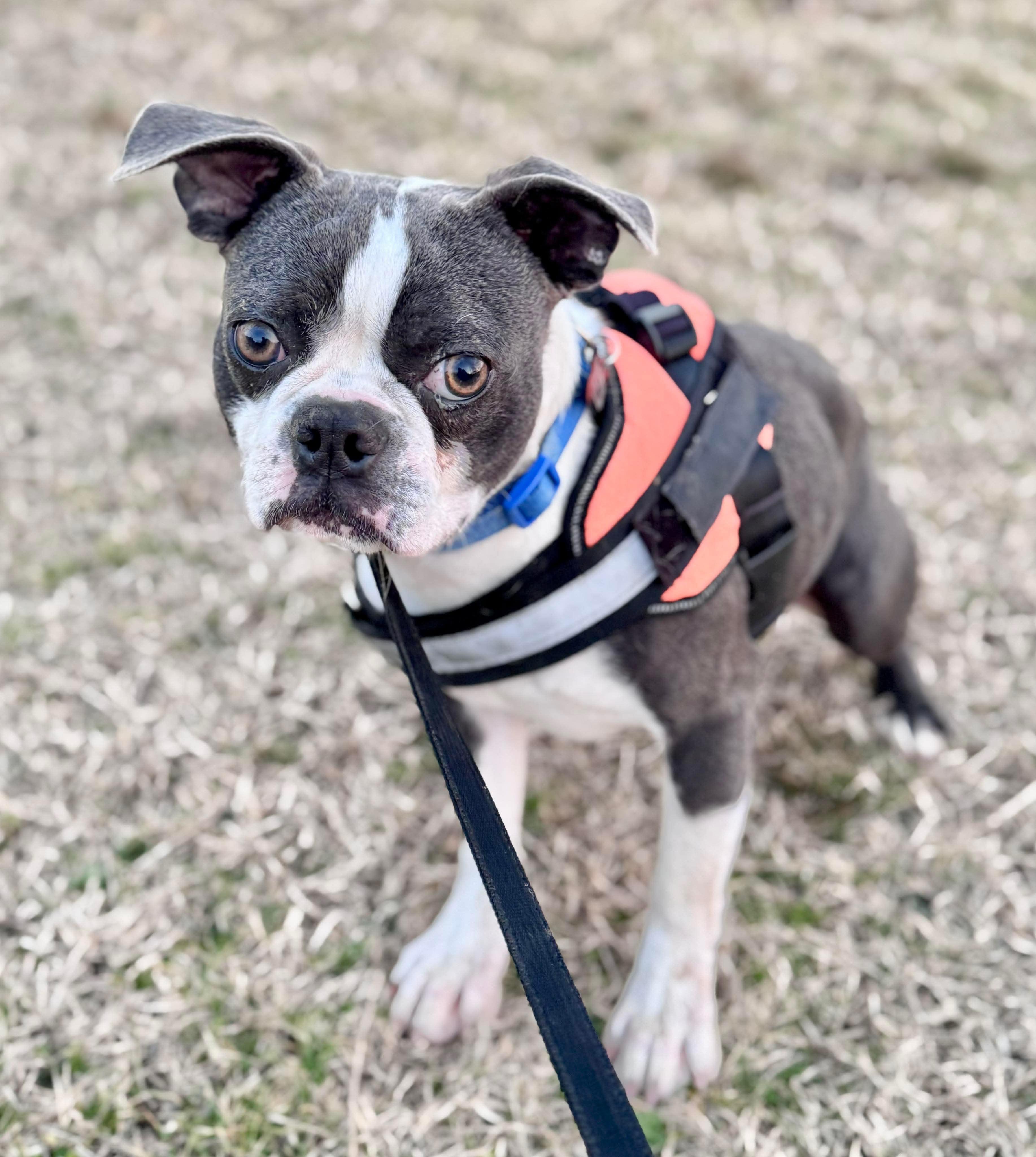Enlarge Chicken, a Adopted Boston Terrier in Muskogee, OK image 5/5