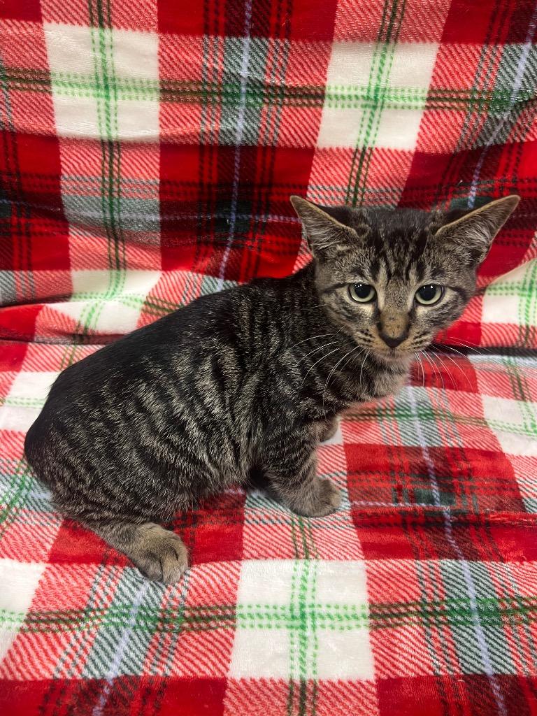 Rene, Adoptable, Kitten Male Domestic Short Hair.