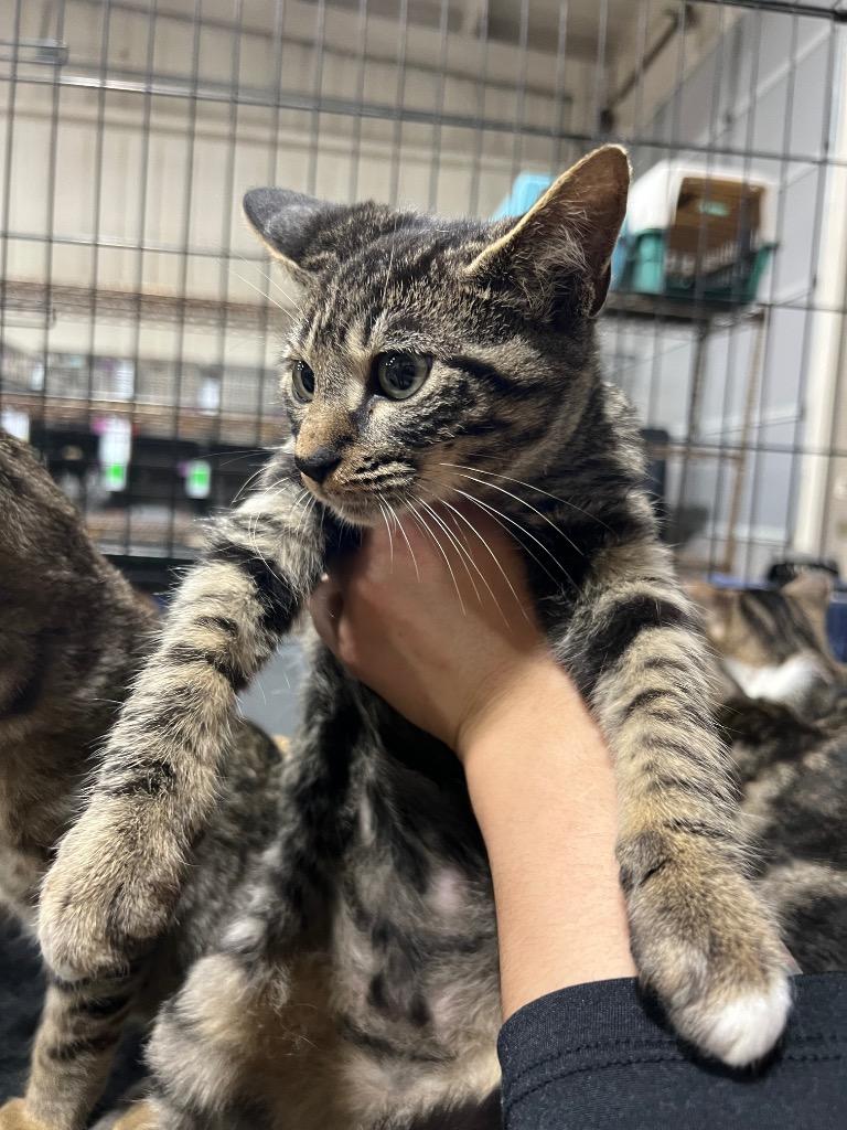 Enlarge Rene, a Adoptable mixed breed in Corpus Christi, TX image 2/3