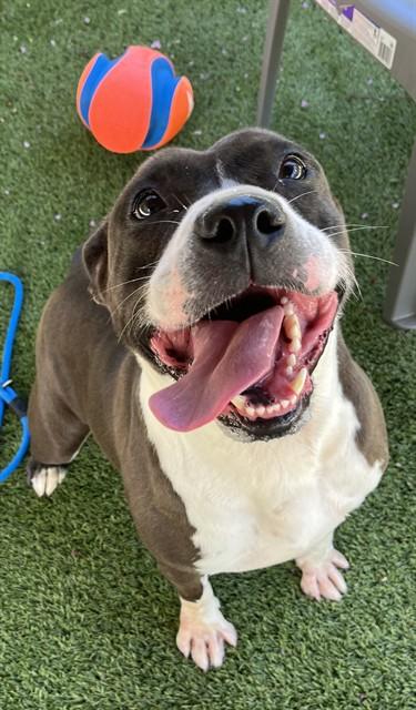 JOSEPHINE, Adoptable, Adult Female American Staffordshire Terrier.