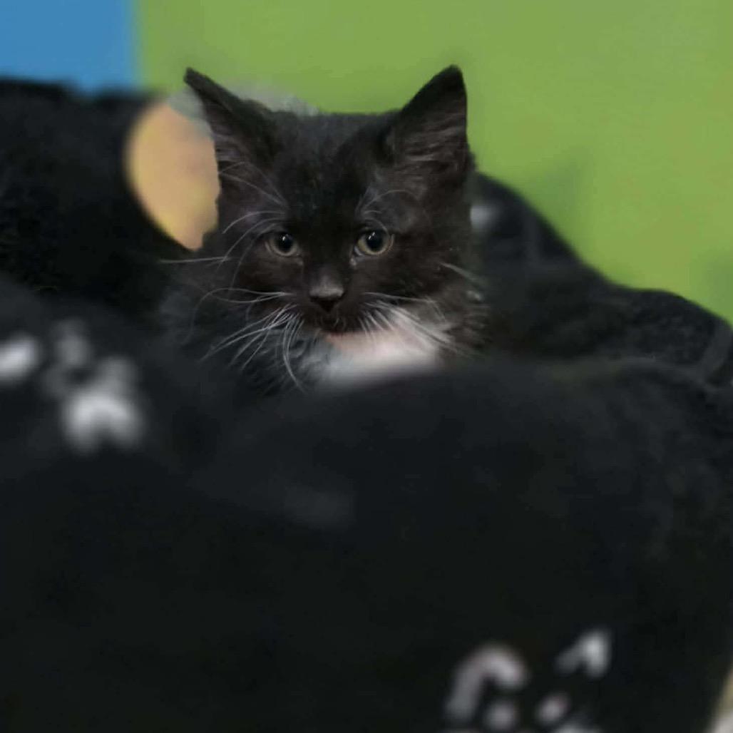 Prancer, Adoptable, Kitten Female Domestic Long Hair.