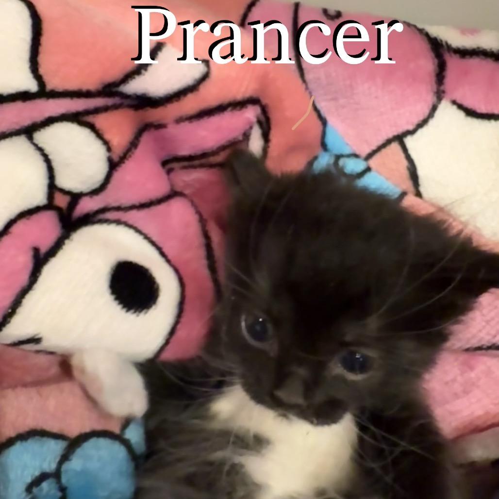 Prancer, Adoptable, Kitten Female Domestic Long Hair.