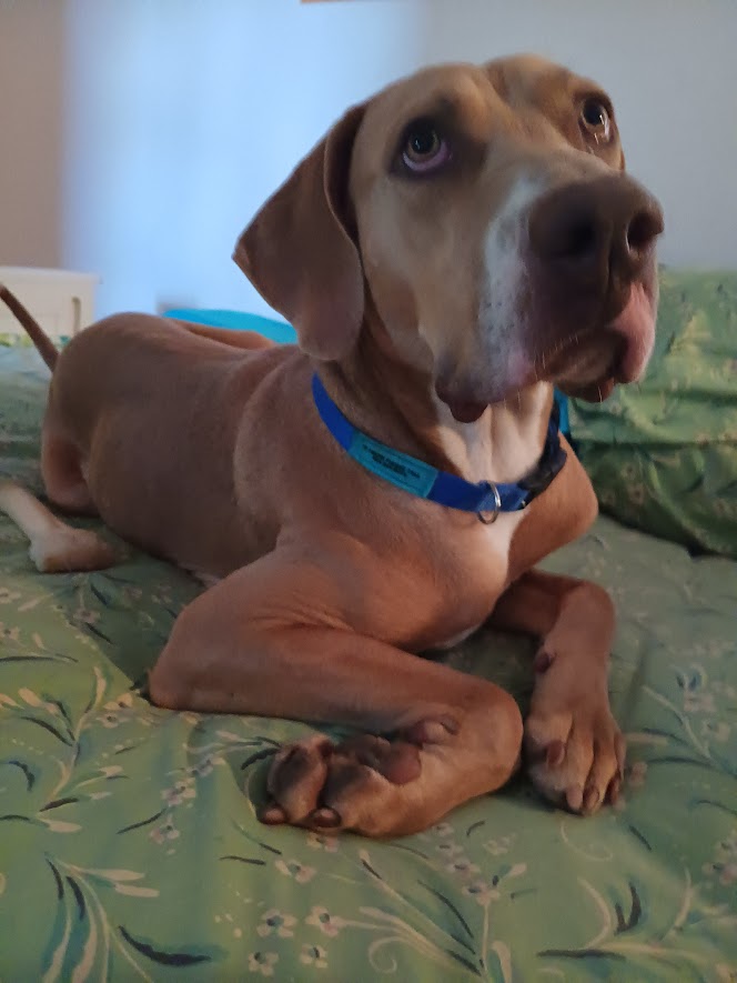 Eli, Adopted, Young Male Weimaraner & Catahoula Leopard Dog.