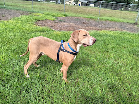 Enlarge Eli, a Adopted mixed breed in Lake Placid, FL image 2/3