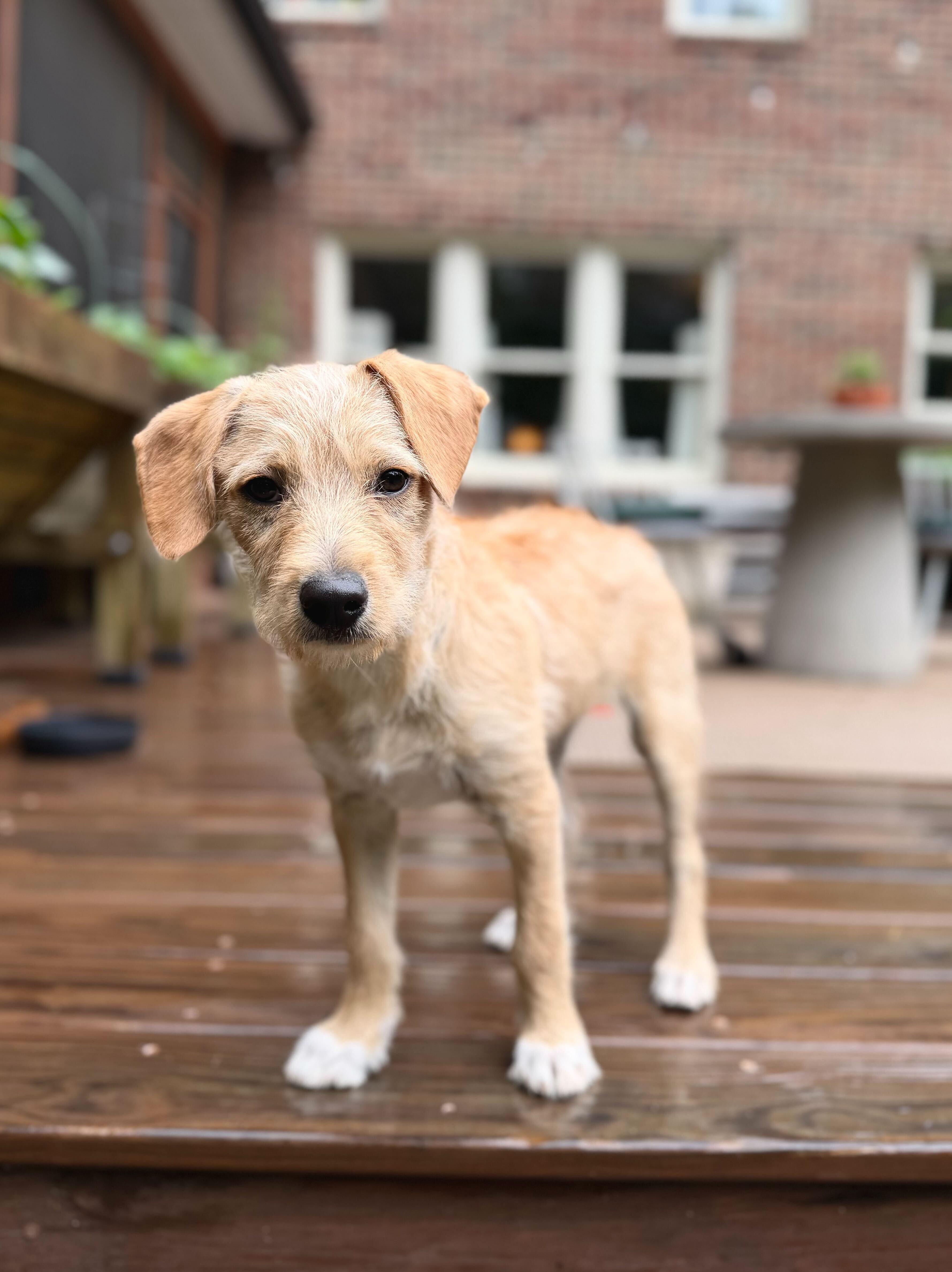 Enlarge Simba , a ADOPTABLE mixed breed in Fuquay Varina, NC image 1/3