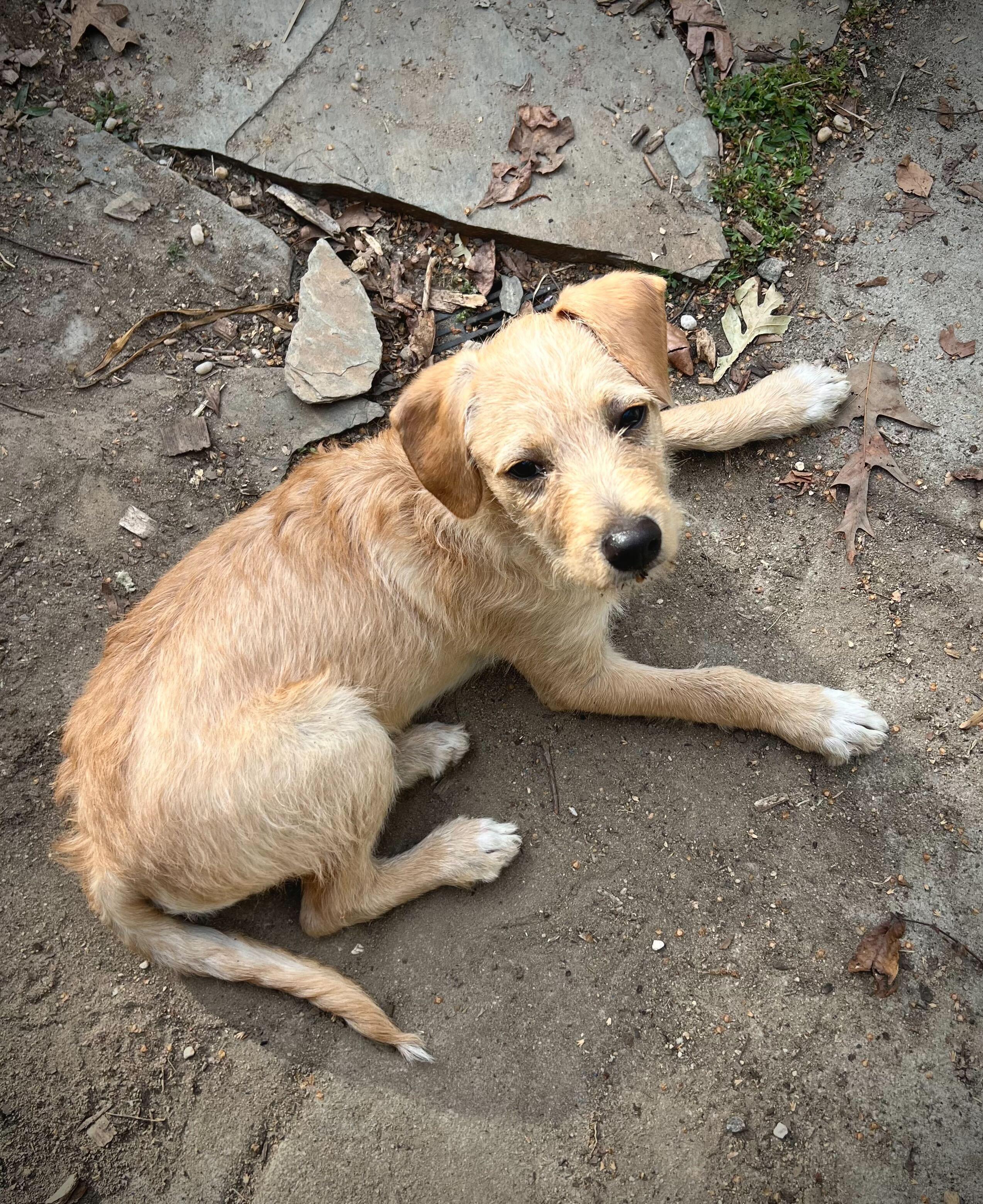 Enlarge Simba , a ADOPTABLE mixed breed in Fuquay Varina, NC image 2/3