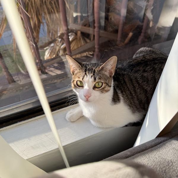 Cia, a Adoptable mixed breed in North Hollywood, CA image 1/4