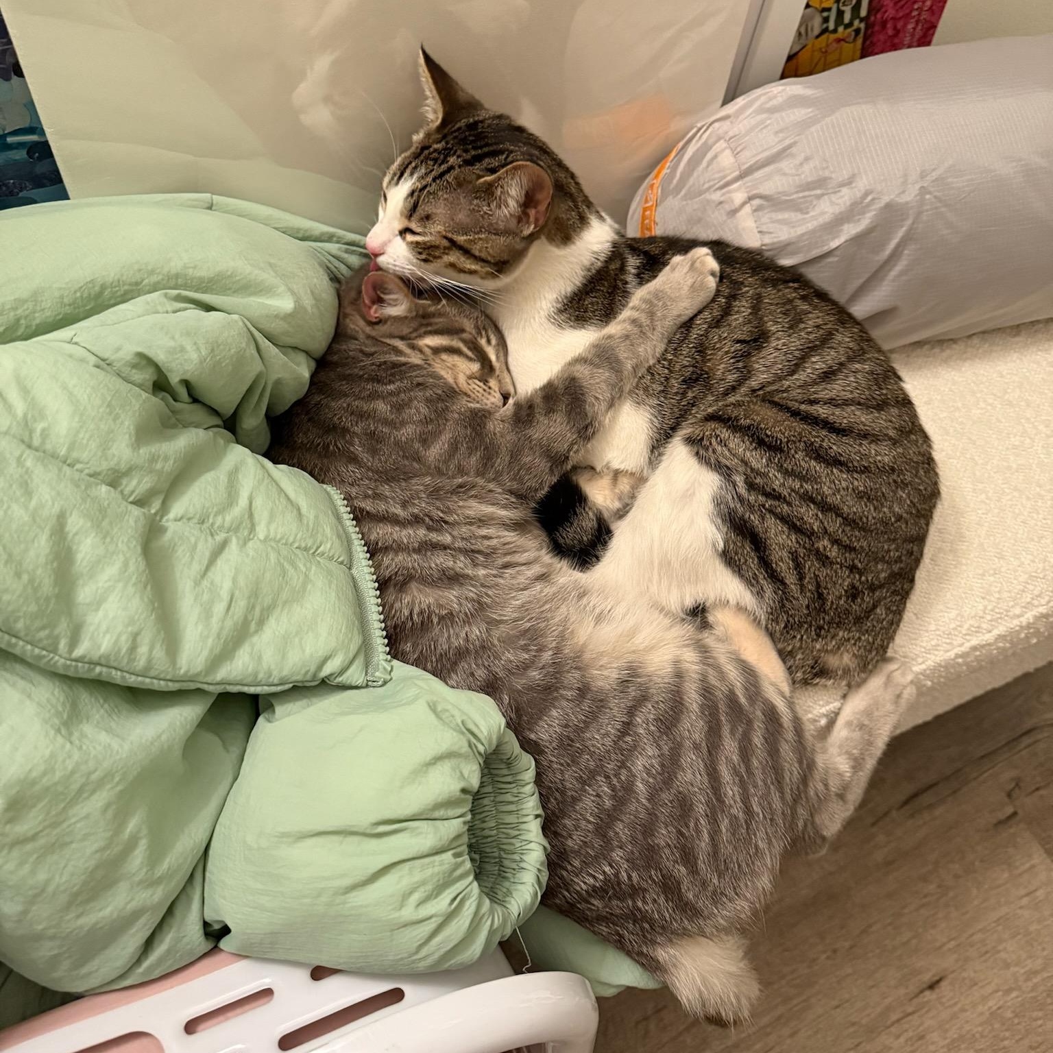 Cia, a Adoptable mixed breed in North Hollywood, CA image 2/4