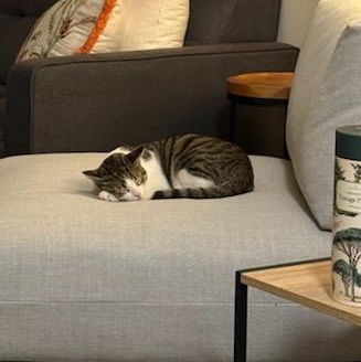 Cia, a Adoptable mixed breed in North Hollywood, CA image 3/4