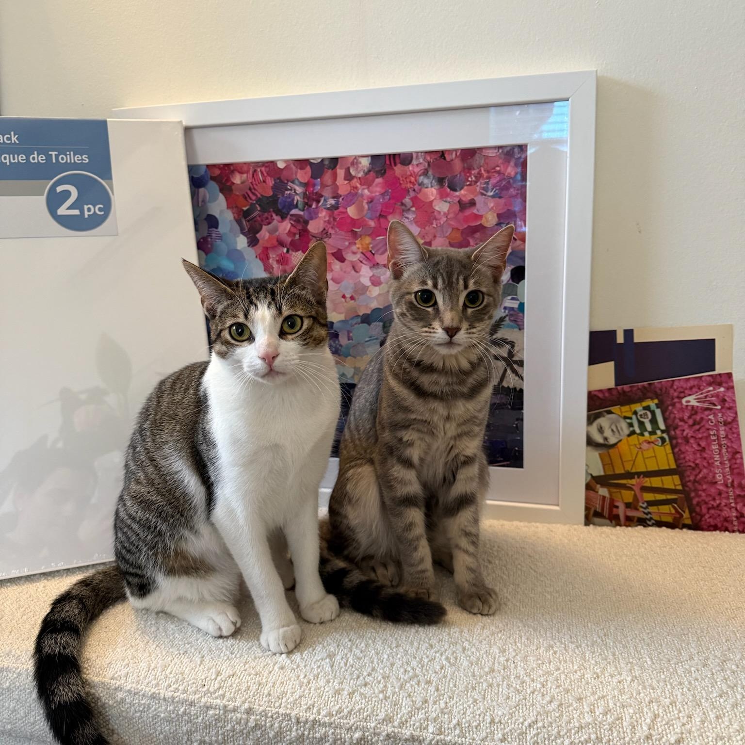 Cia, a Adoptable mixed breed in North Hollywood, CA image 4/4