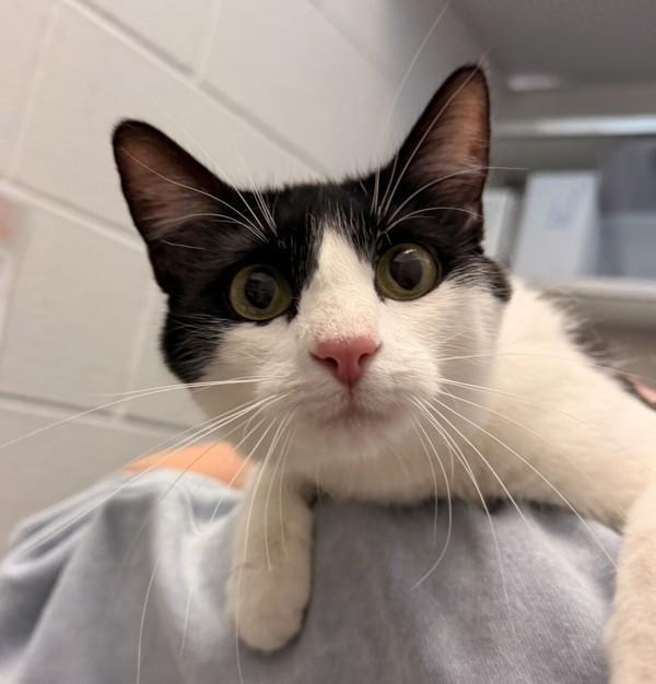 Cow, Adoptable, Adult Female Domestic Short Hair.