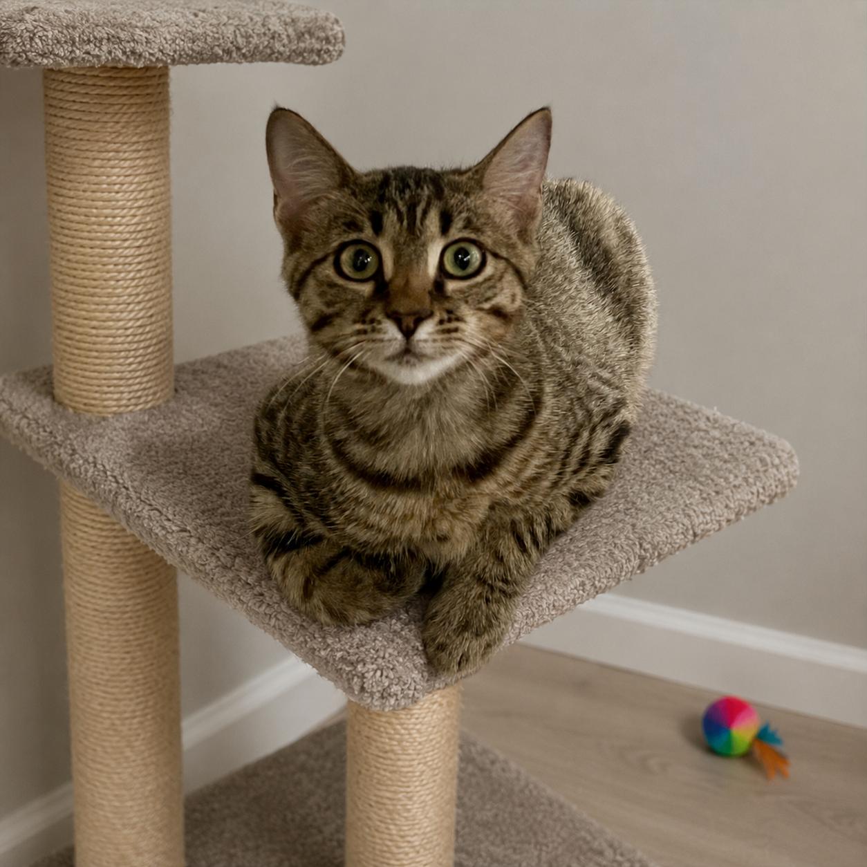 Tayzee, ADOPTABLE, Kitten Female Tabby & Domestic Short Hair.
