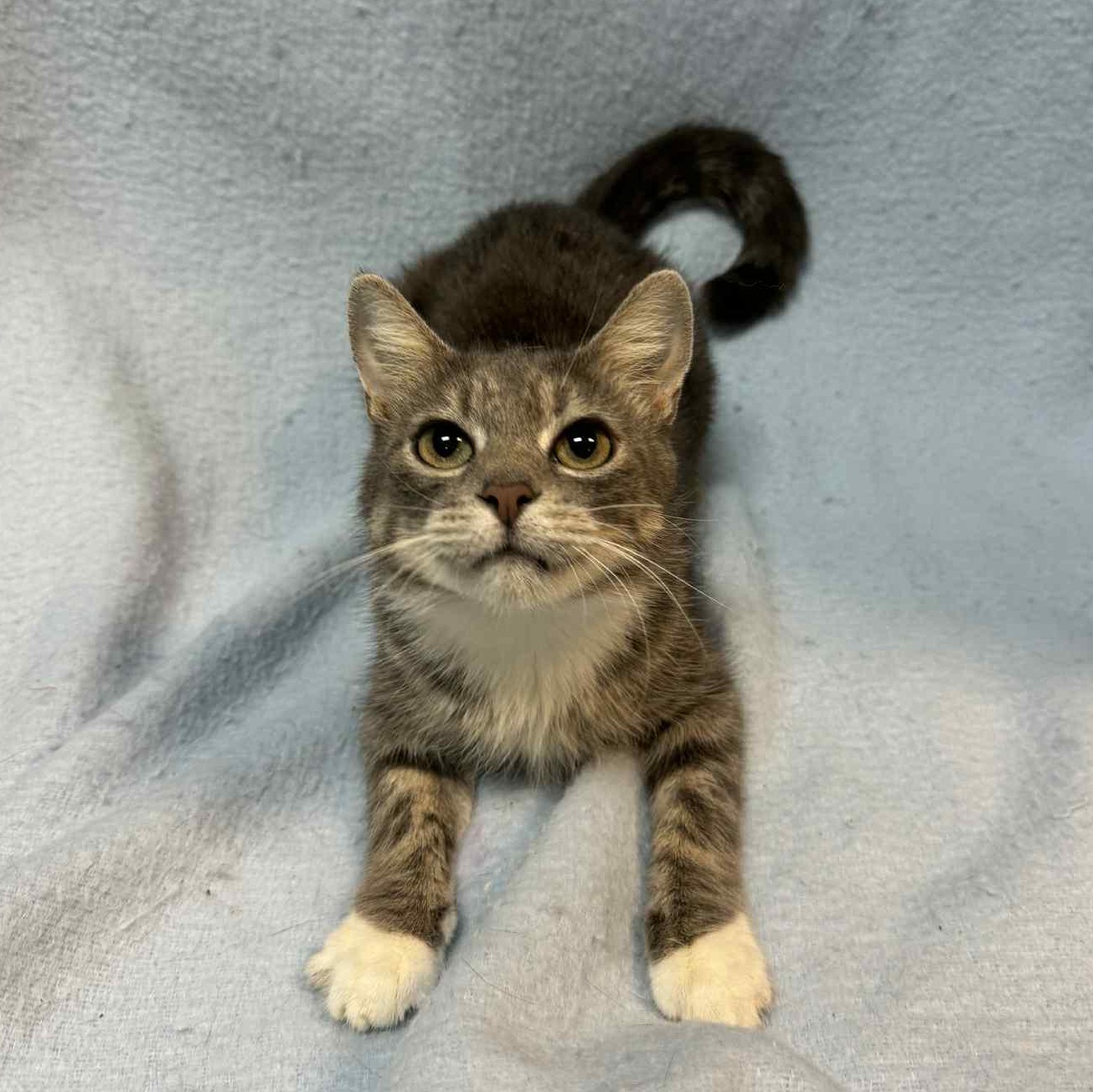 Enlarge Kandice, an adopted Domestic Short Hair in Waterloo, IA image 2/3