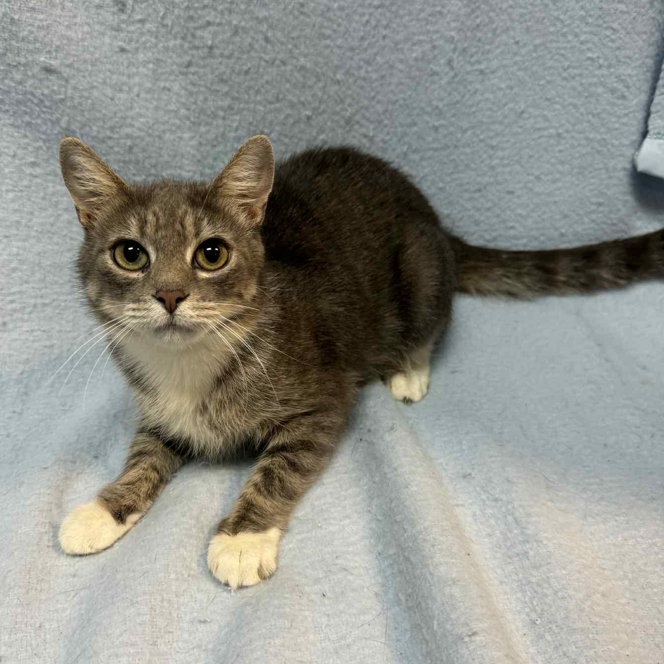 Enlarge Kandice, an adopted Domestic Short Hair in Waterloo, IA image 3/3