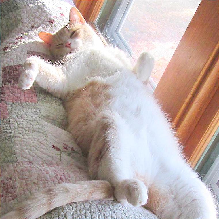 Enlarge Scooter, a Adoptable Domestic Short Hair in Rochester, MN image 1/4