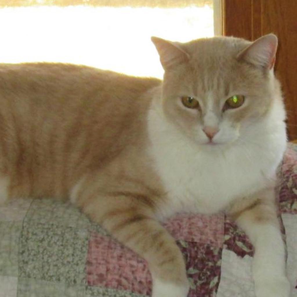 Enlarge Scooter, a Adoptable Domestic Short Hair in Rochester, MN image 2/4