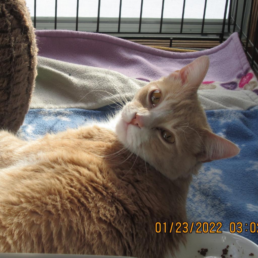 Enlarge Scooter, a Adoptable Domestic Short Hair in Rochester, MN image 3/4