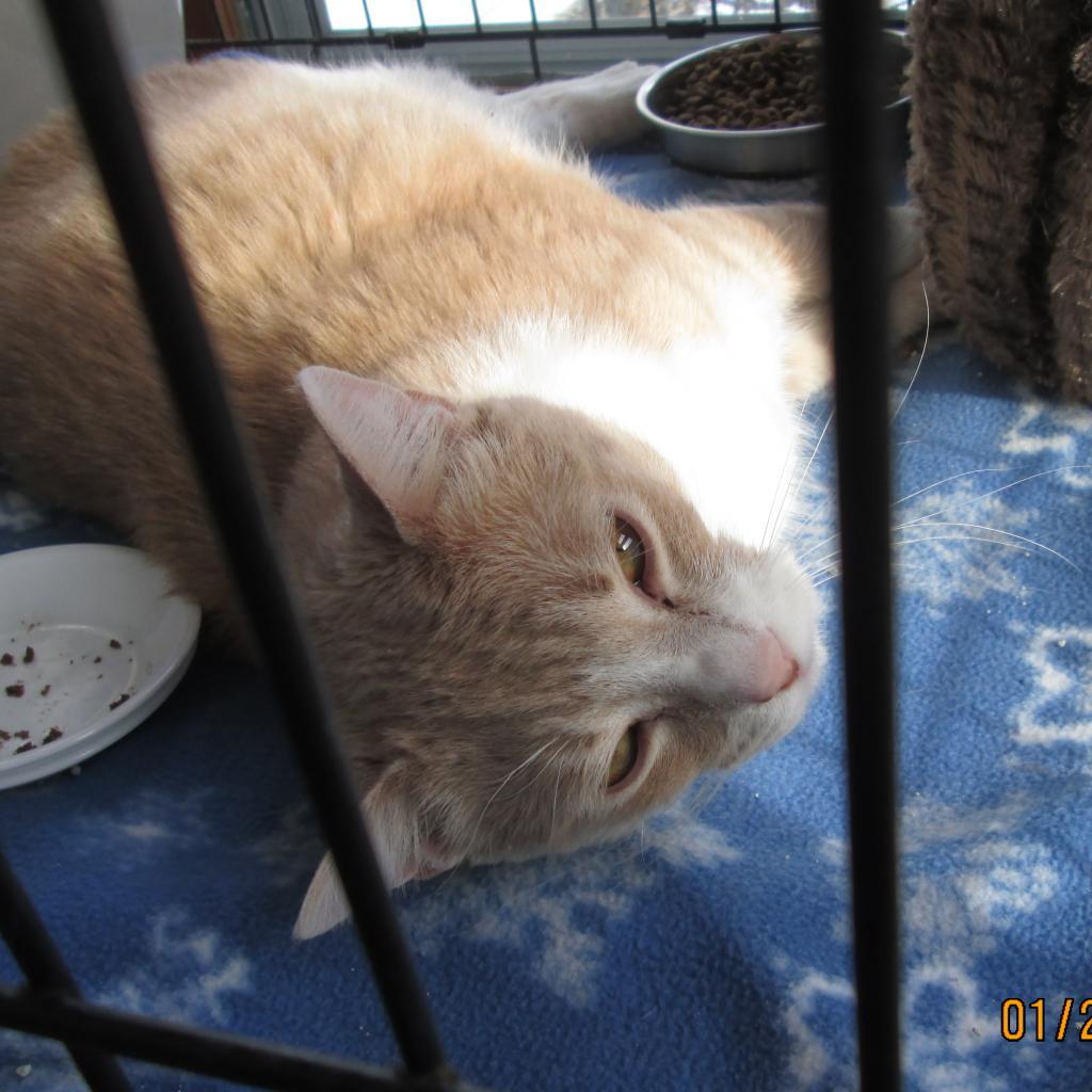 Enlarge Scooter, a Adoptable Domestic Short Hair in Rochester, MN image 4/4