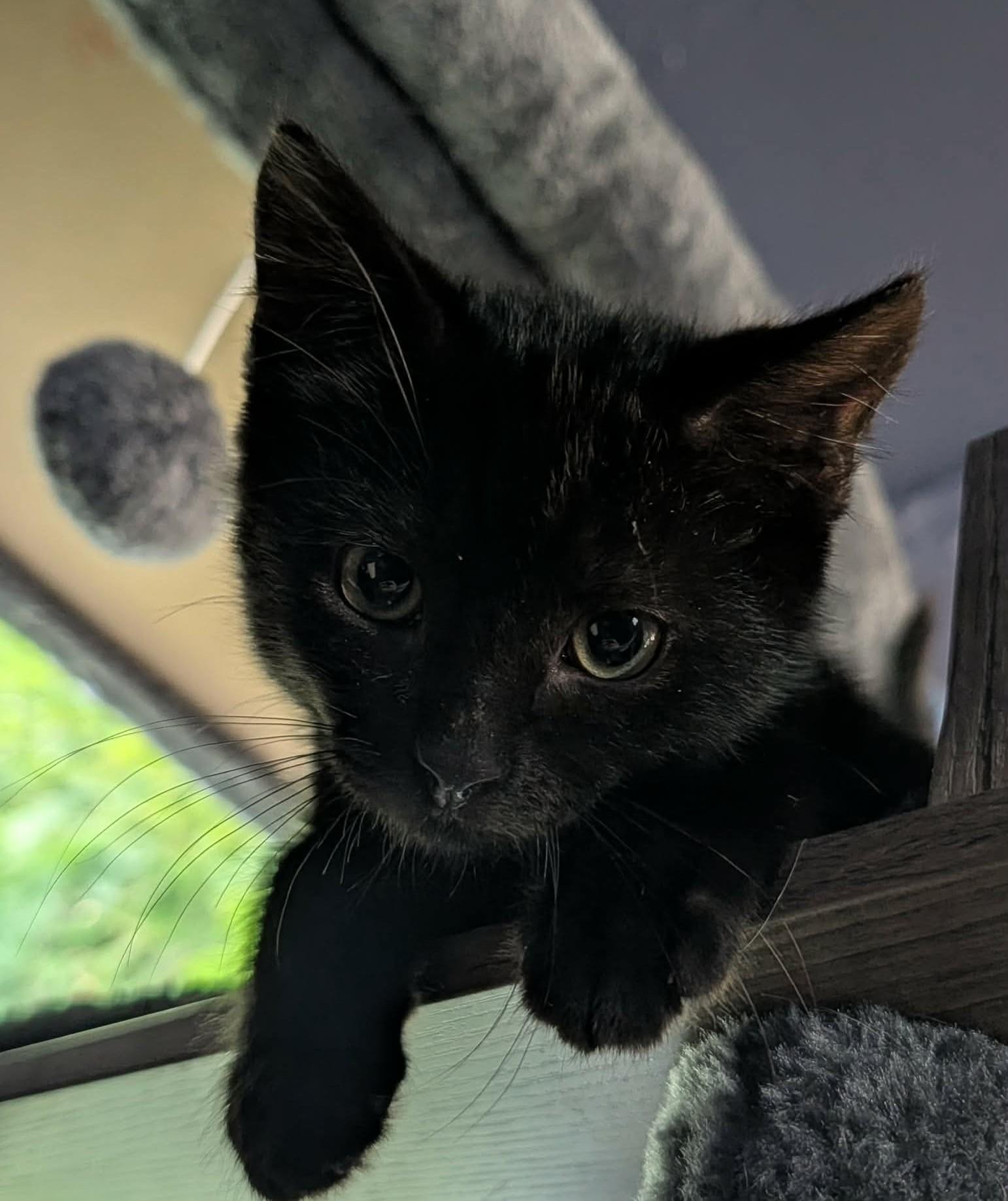 Enlarge Spike, an adopted Domestic Short Hair in Rochester , NY image 3/6