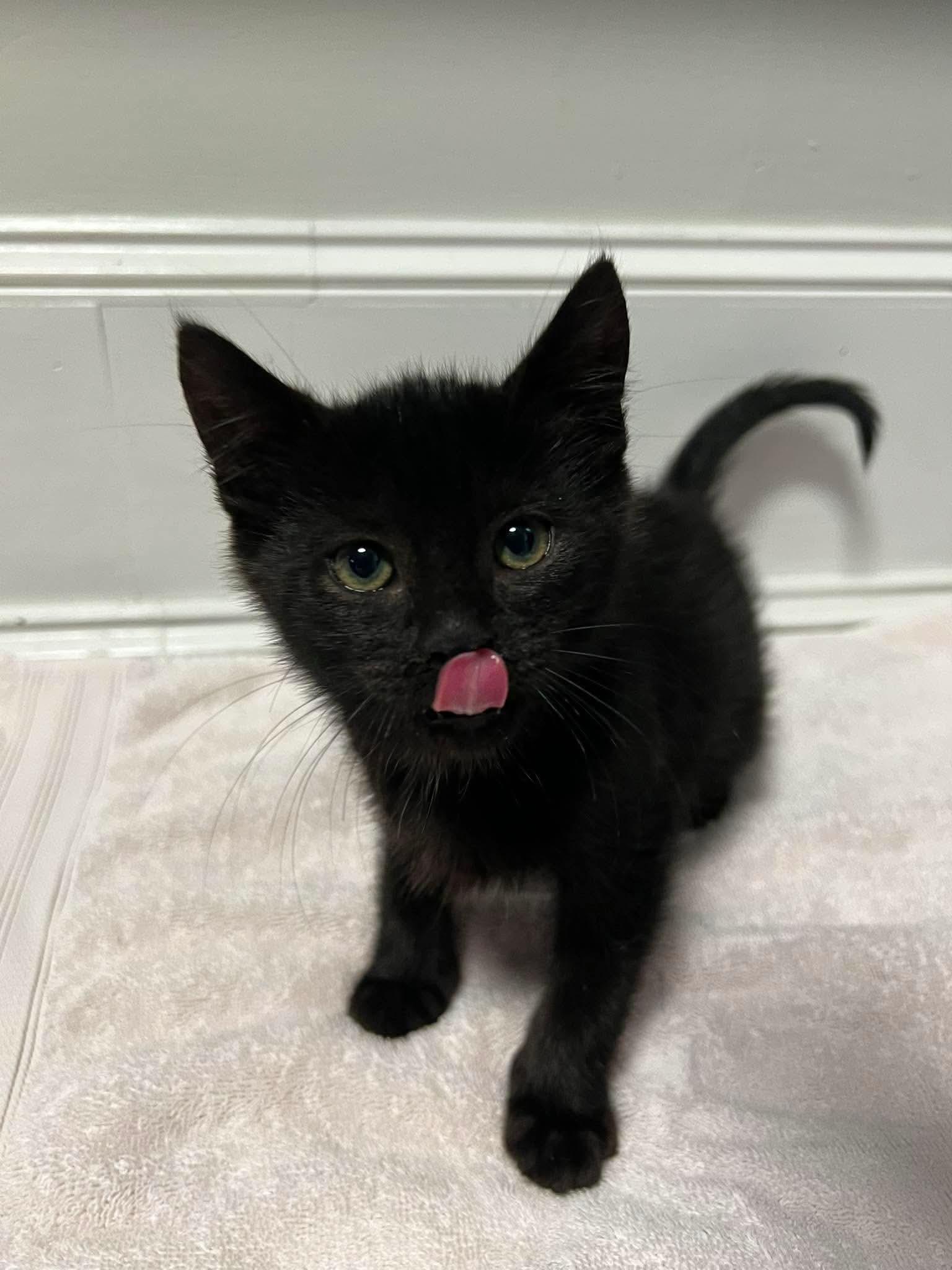 Enlarge Spike, an adopted Domestic Short Hair in Rochester , NY image 5/6