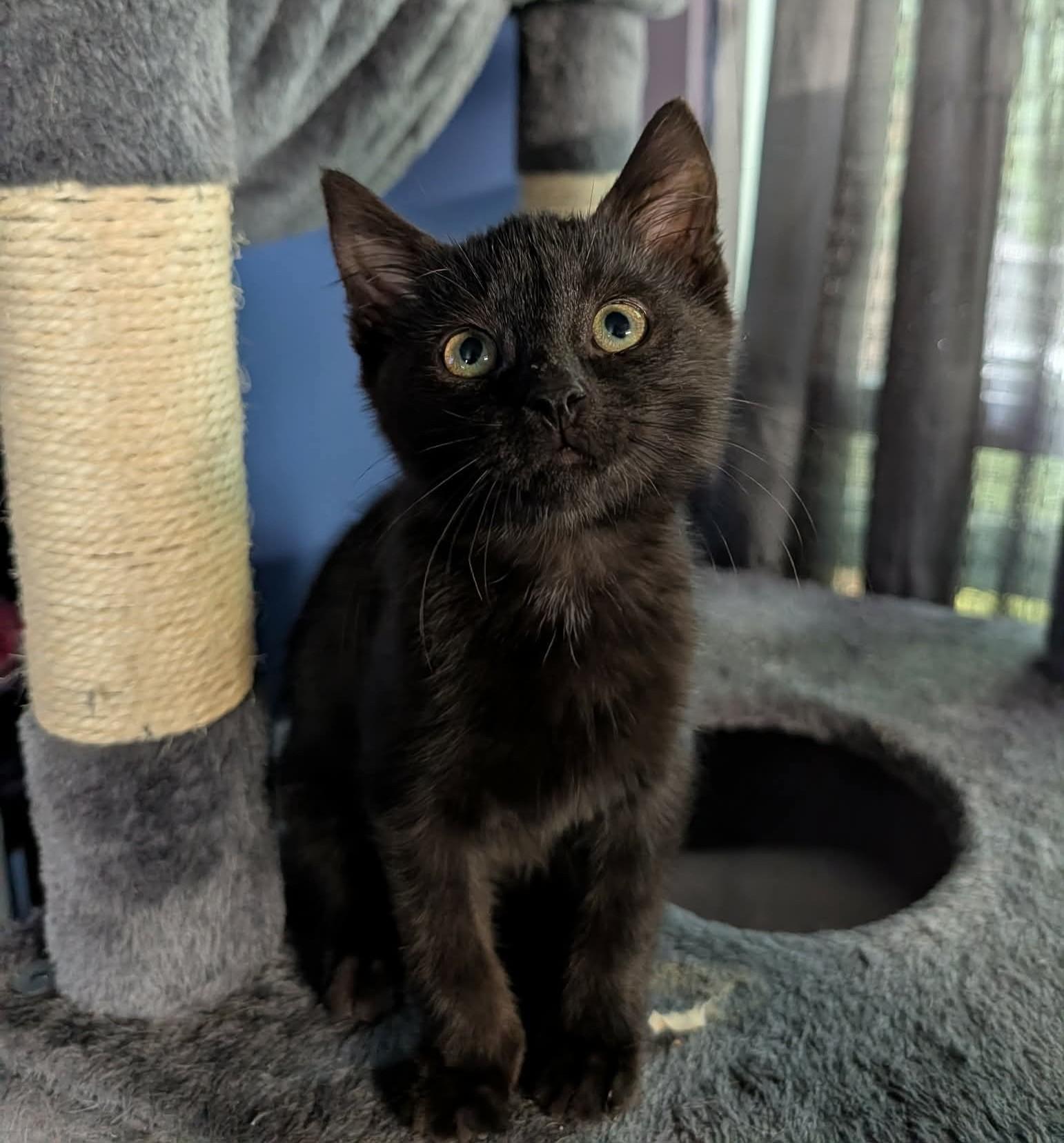 Enlarge Spike, an adopted Domestic Short Hair in Rochester , NY image 2/6