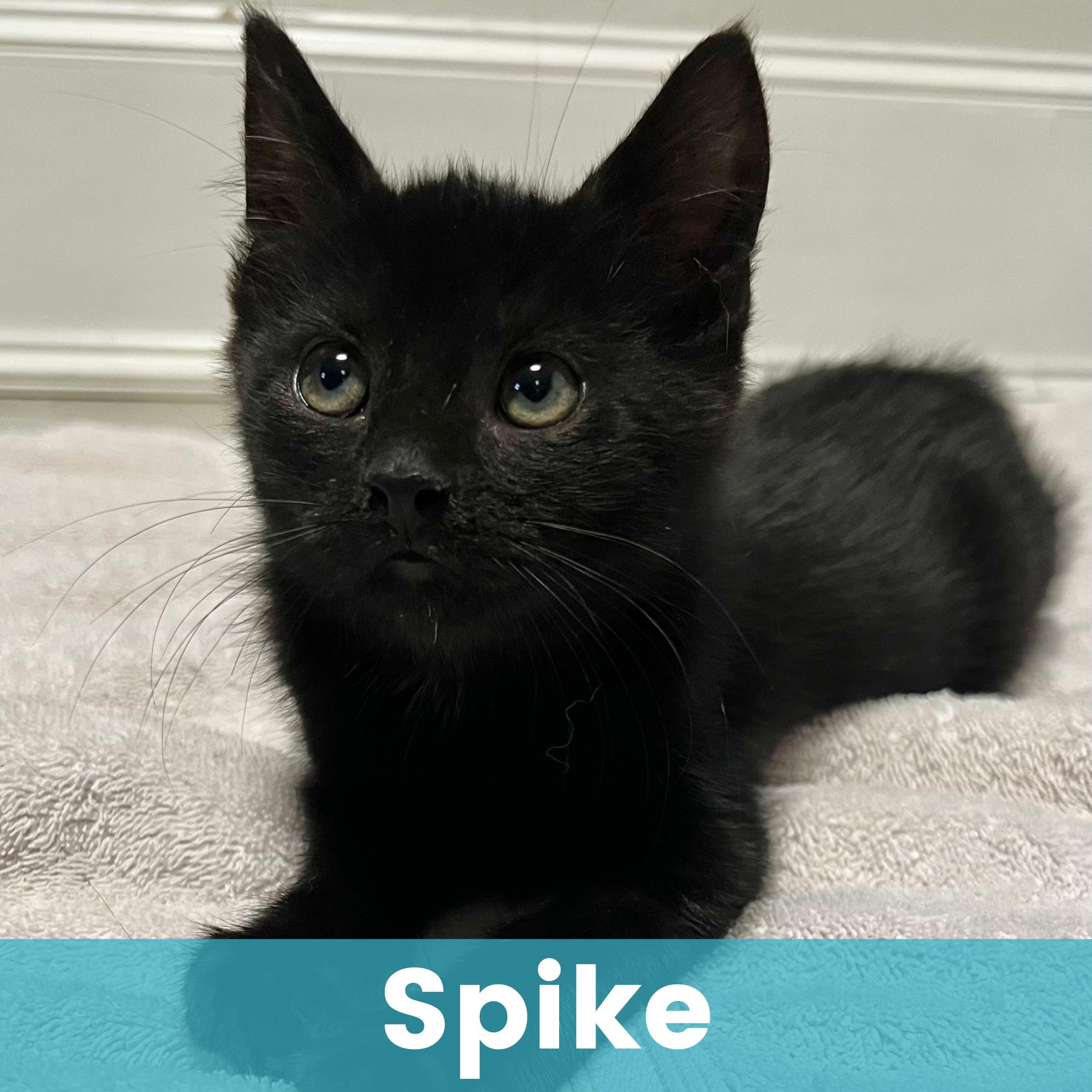 Spike, adopted, Kitten Male Domestic Short Hair.