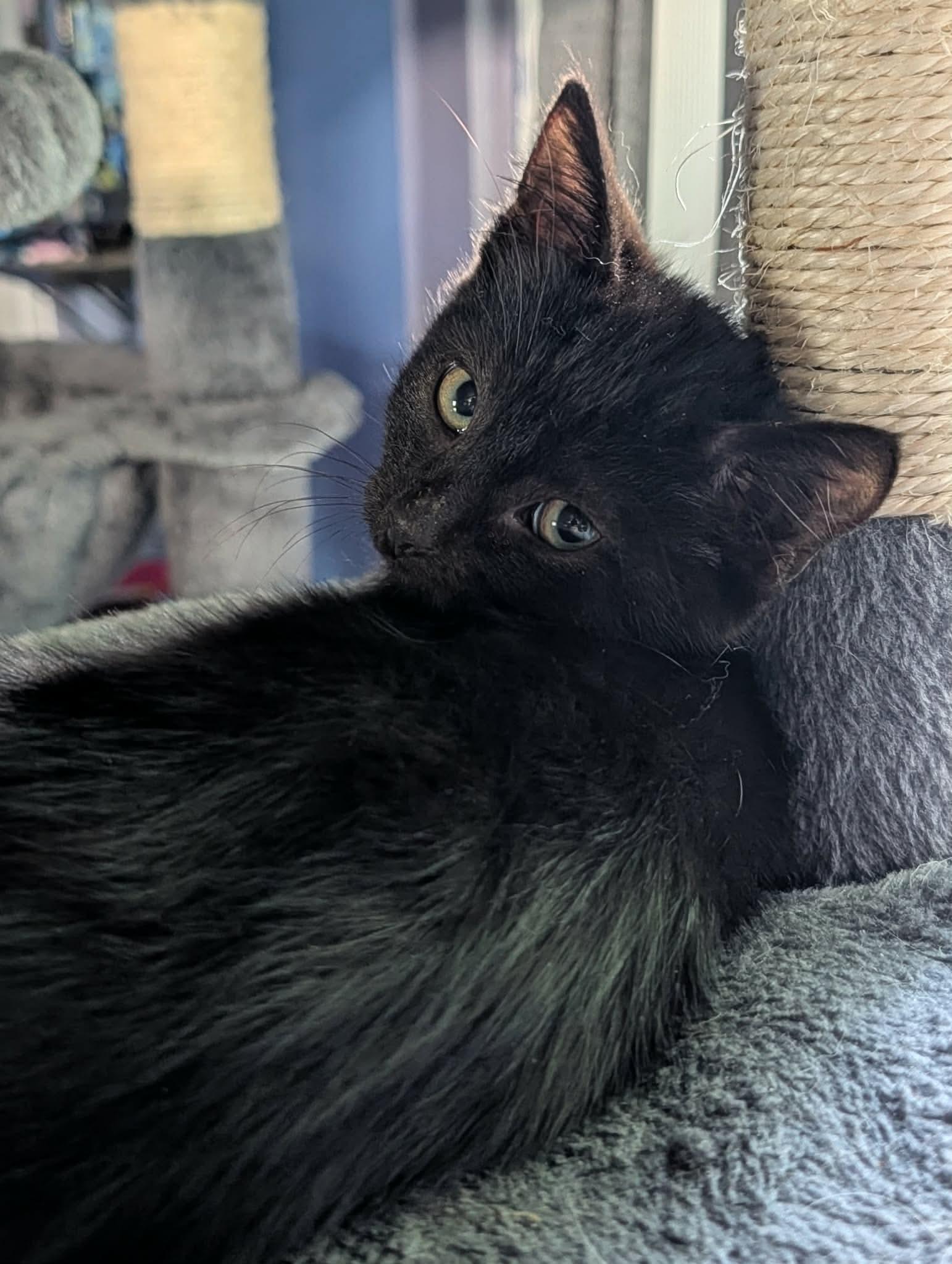 Enlarge Spike, an adopted Domestic Short Hair in Rochester , NY image 4/6
