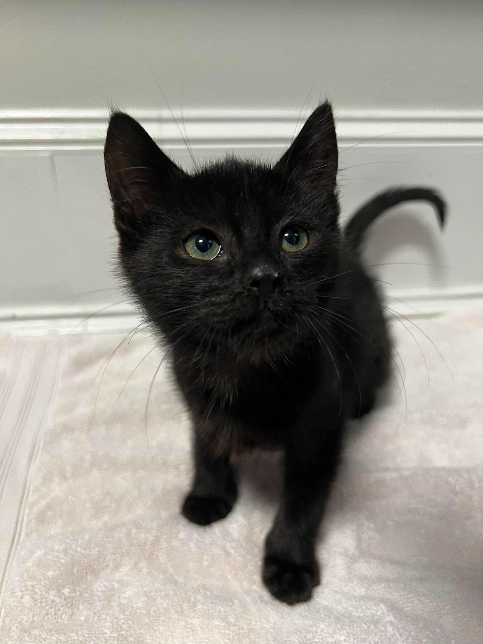 Enlarge Spike, an adopted Domestic Short Hair in Rochester , NY image 6/6