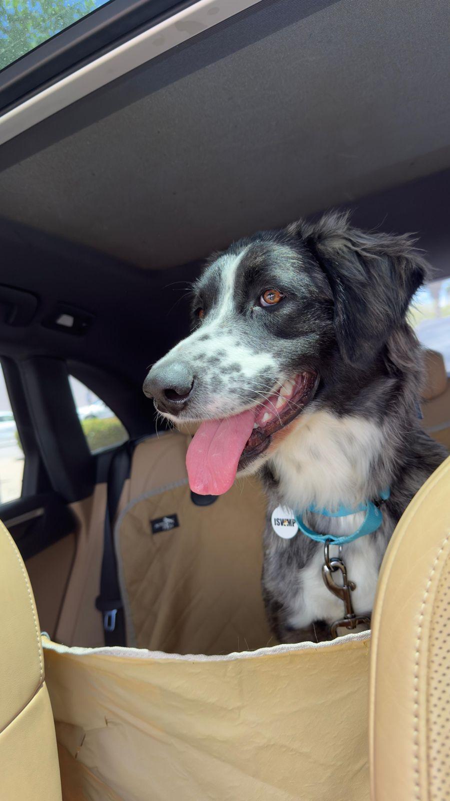 Enlarge Paisley, a ADOPTABLE Border Collie in Los Angeles, CA image 5/6