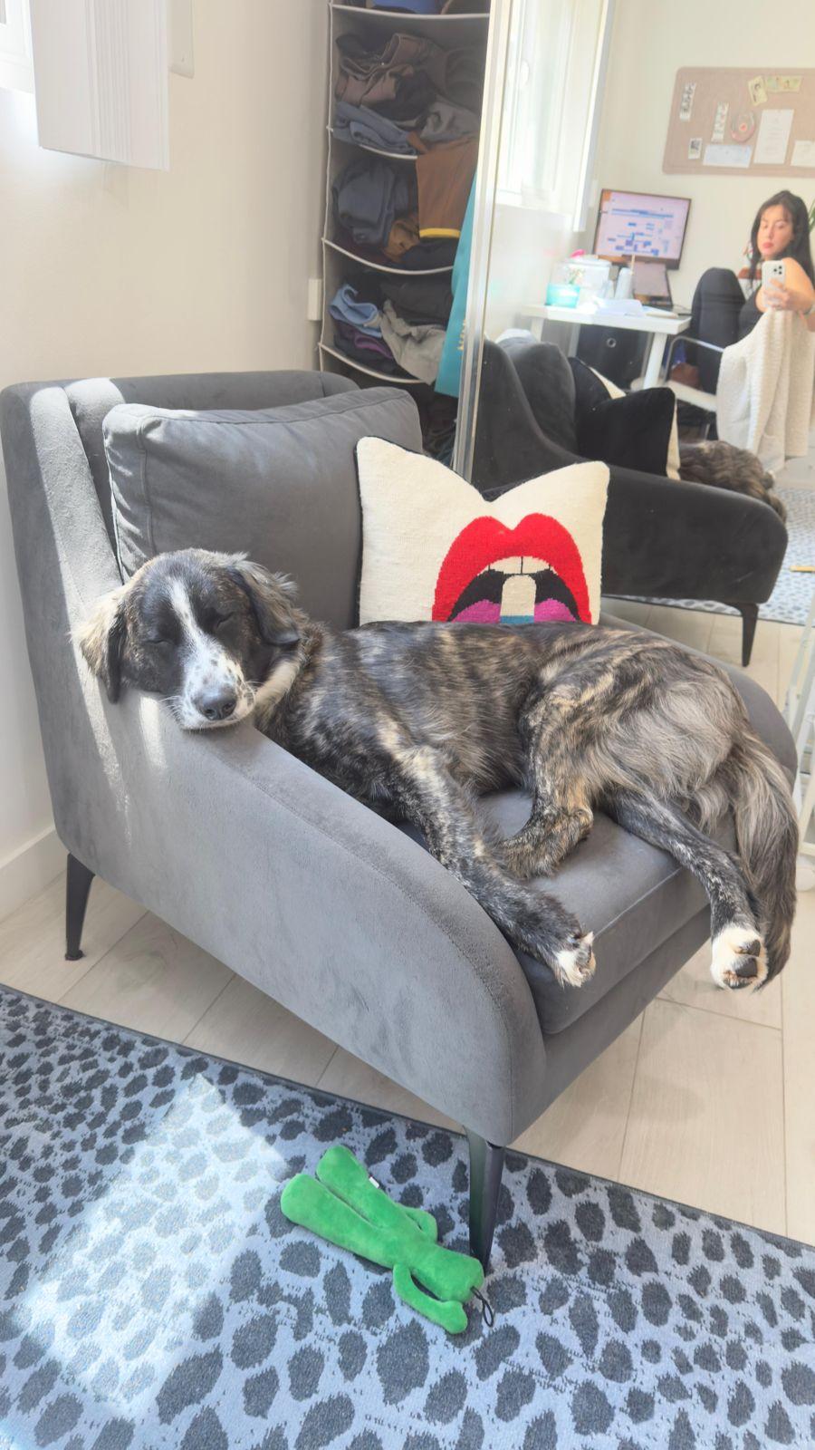 Enlarge Paisley, a ADOPTABLE Border Collie in Los Angeles, CA image 4/6