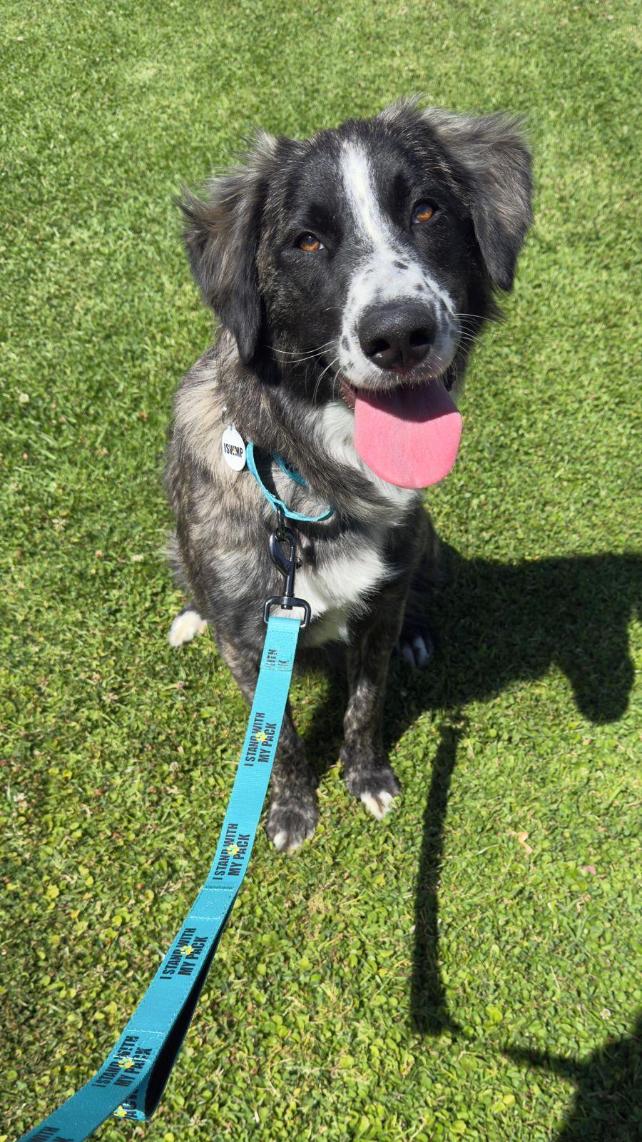 Enlarge Paisley, a ADOPTABLE Border Collie in Los Angeles, CA image 1/6
