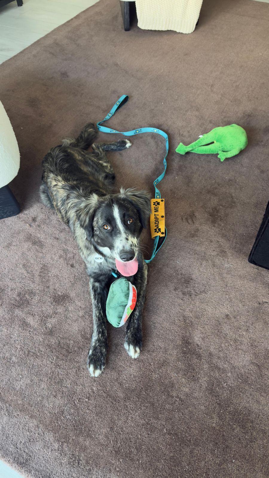 Enlarge Paisley, a ADOPTABLE Border Collie in Los Angeles, CA image 3/6