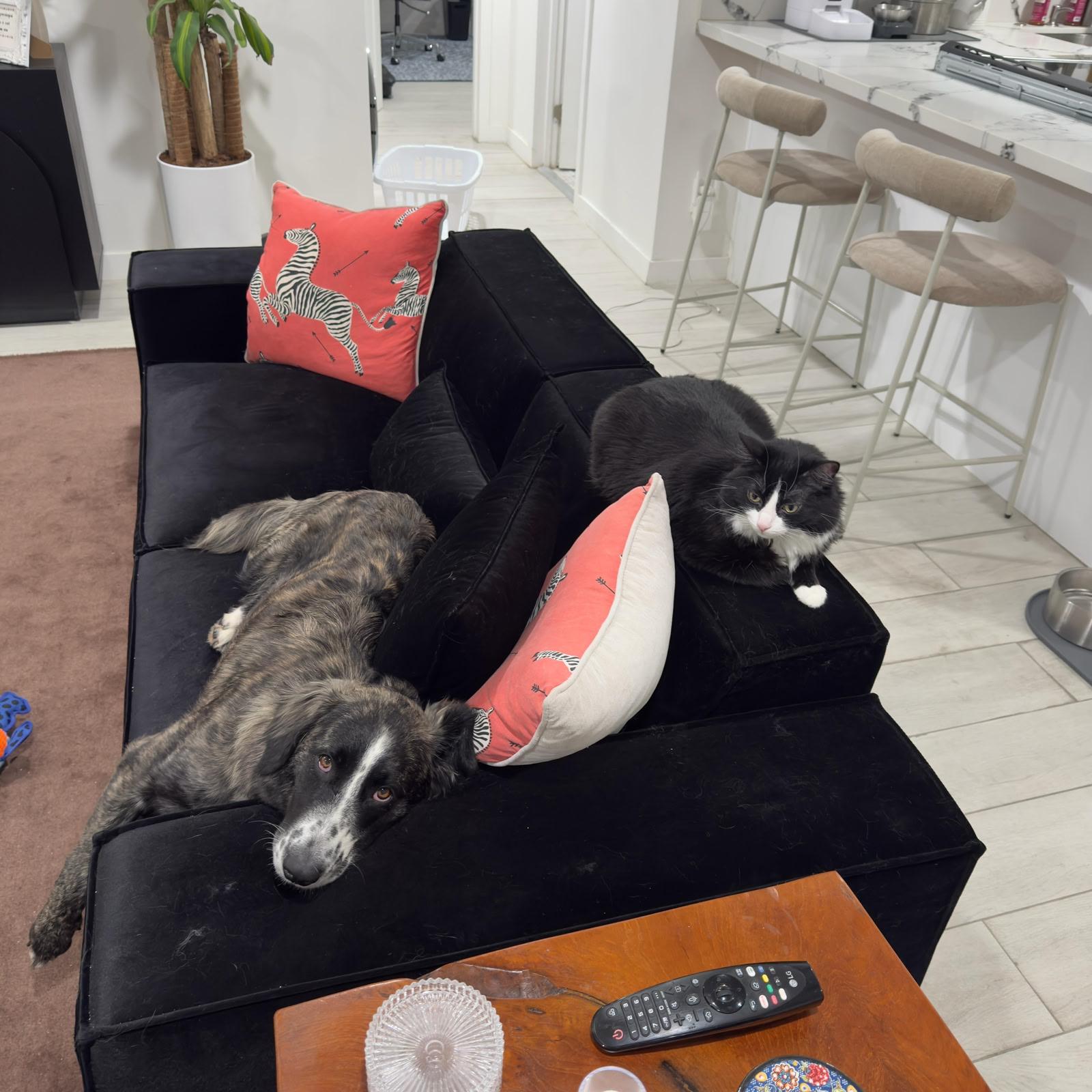 Enlarge Paisley, a ADOPTABLE Border Collie in Los Angeles, CA image 6/6
