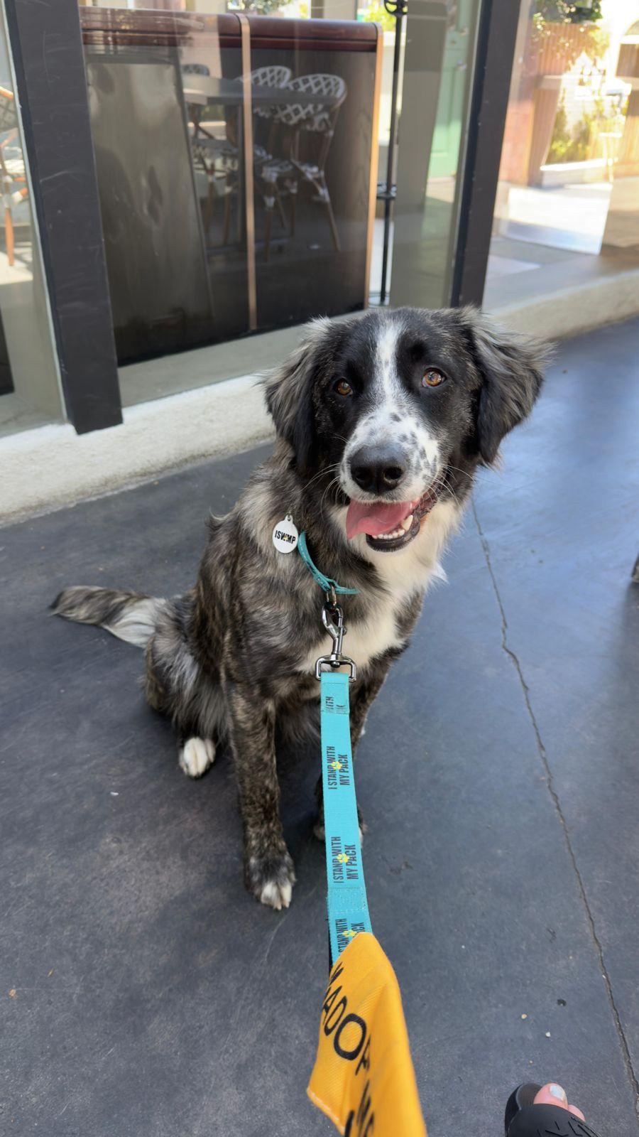 Enlarge Paisley, a ADOPTABLE Border Collie in Los Angeles, CA image 2/6