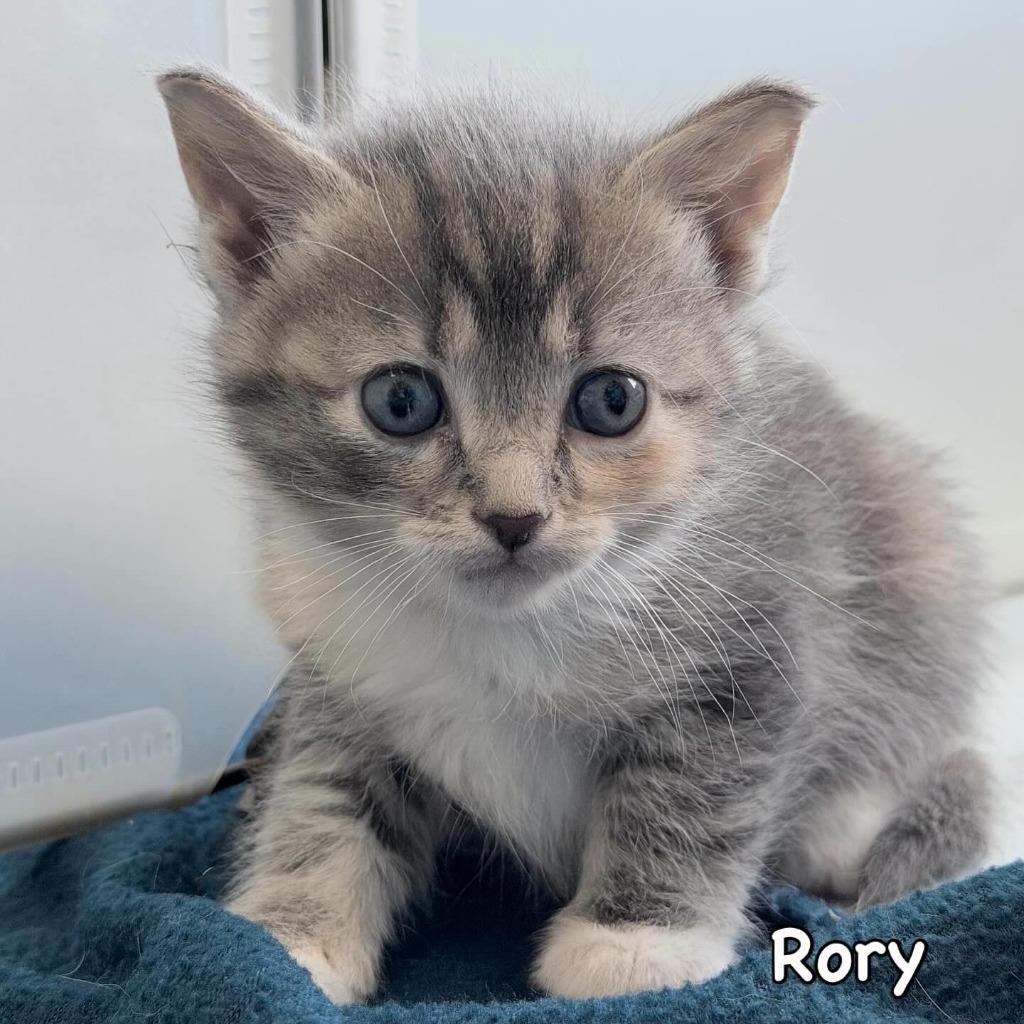 Enlarge Rory, a Adoptable mixed breed in Mineral, VA image 1/1