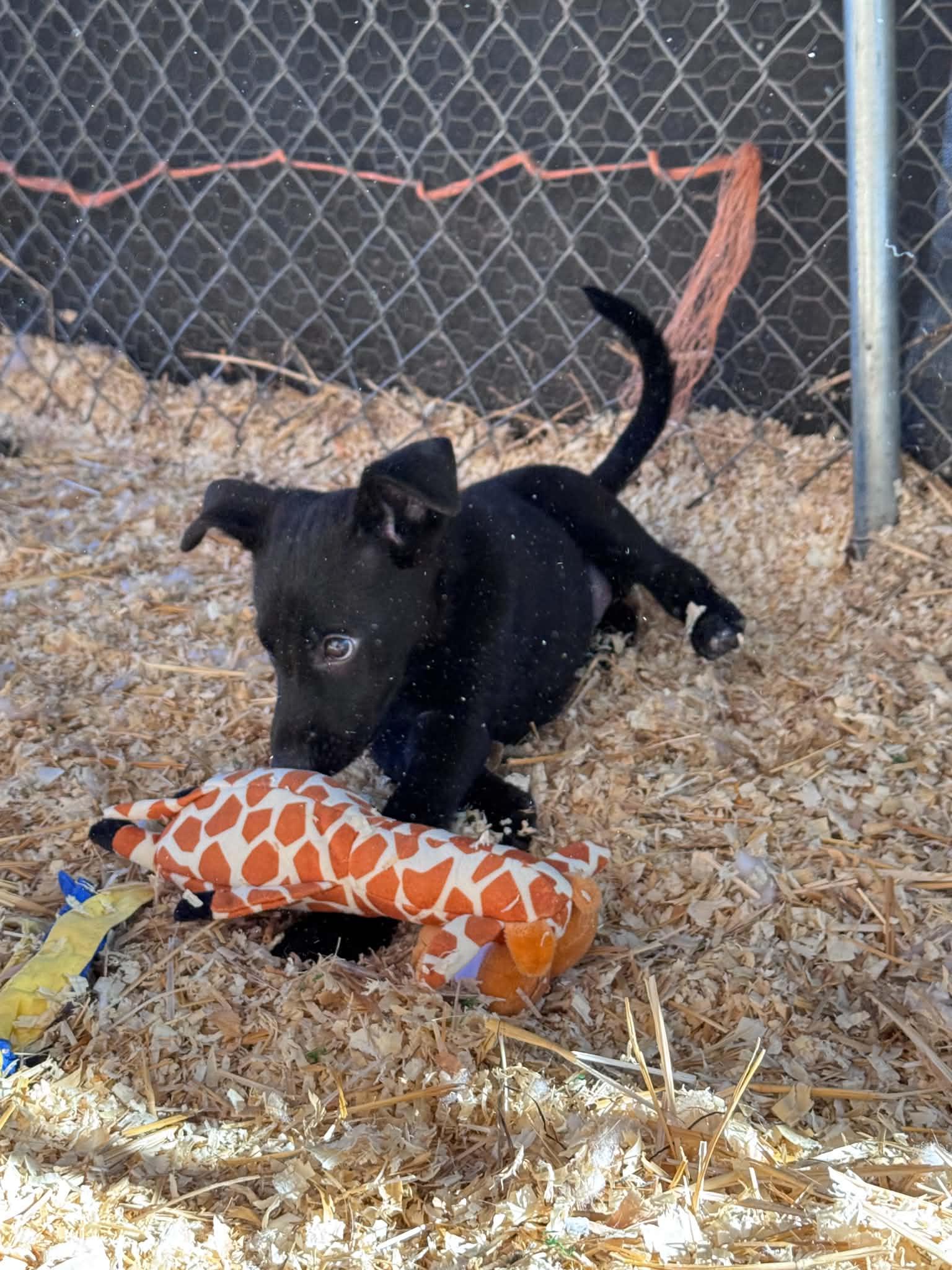 Enlarge 3 Little Herding Heartbreakers, a ADOPTABLE mixed breed in Bend, OR image 4/5