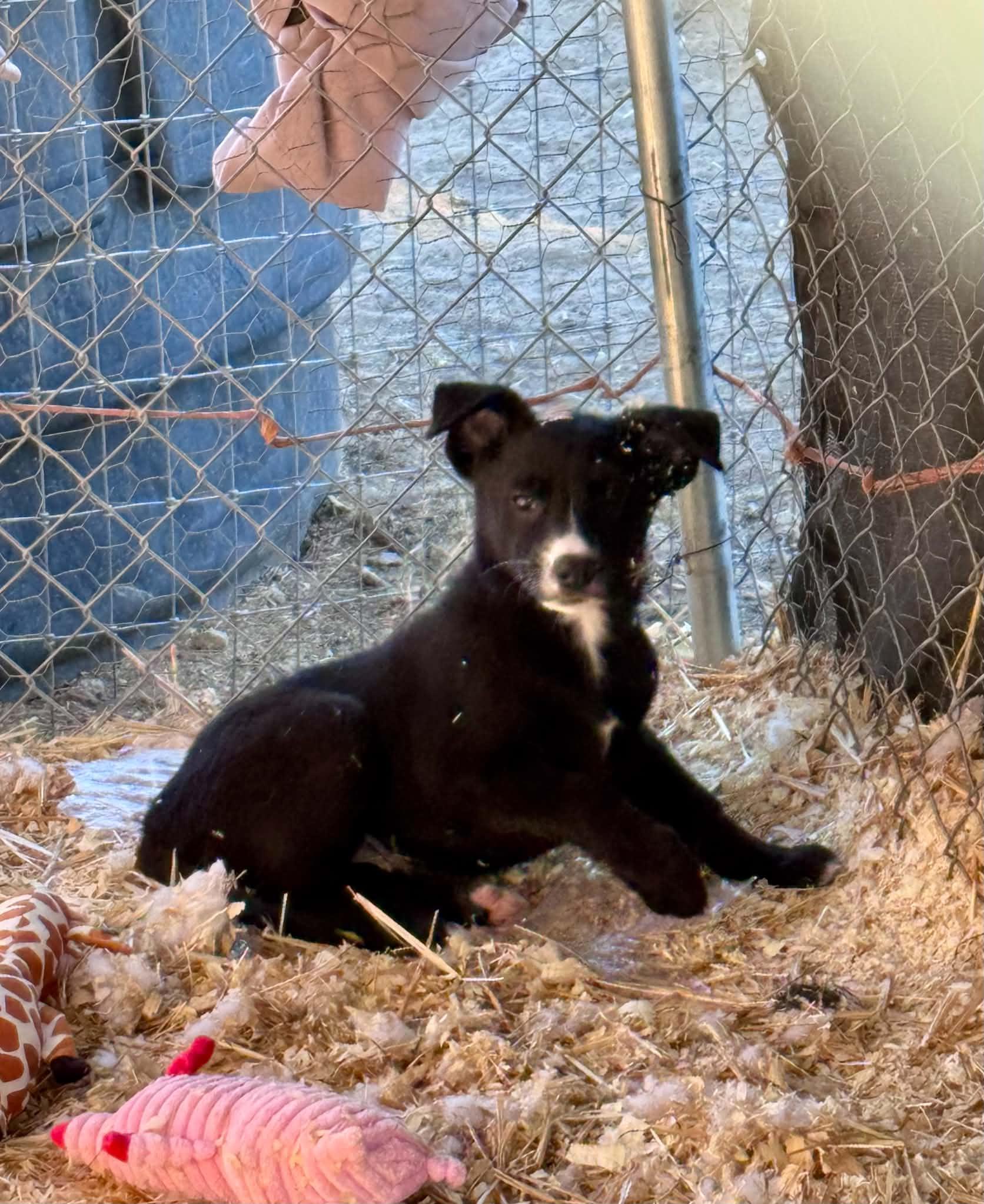 Enlarge 3 Little Herding Heartbreakers, a ADOPTABLE mixed breed in Bend, OR image 3/5