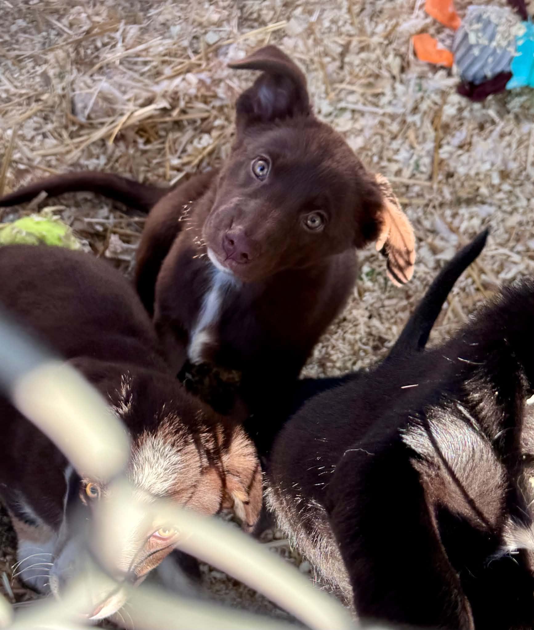 Enlarge 3 Little Herding Heartbreakers, a ADOPTABLE mixed breed in Bend, OR image 5/5
