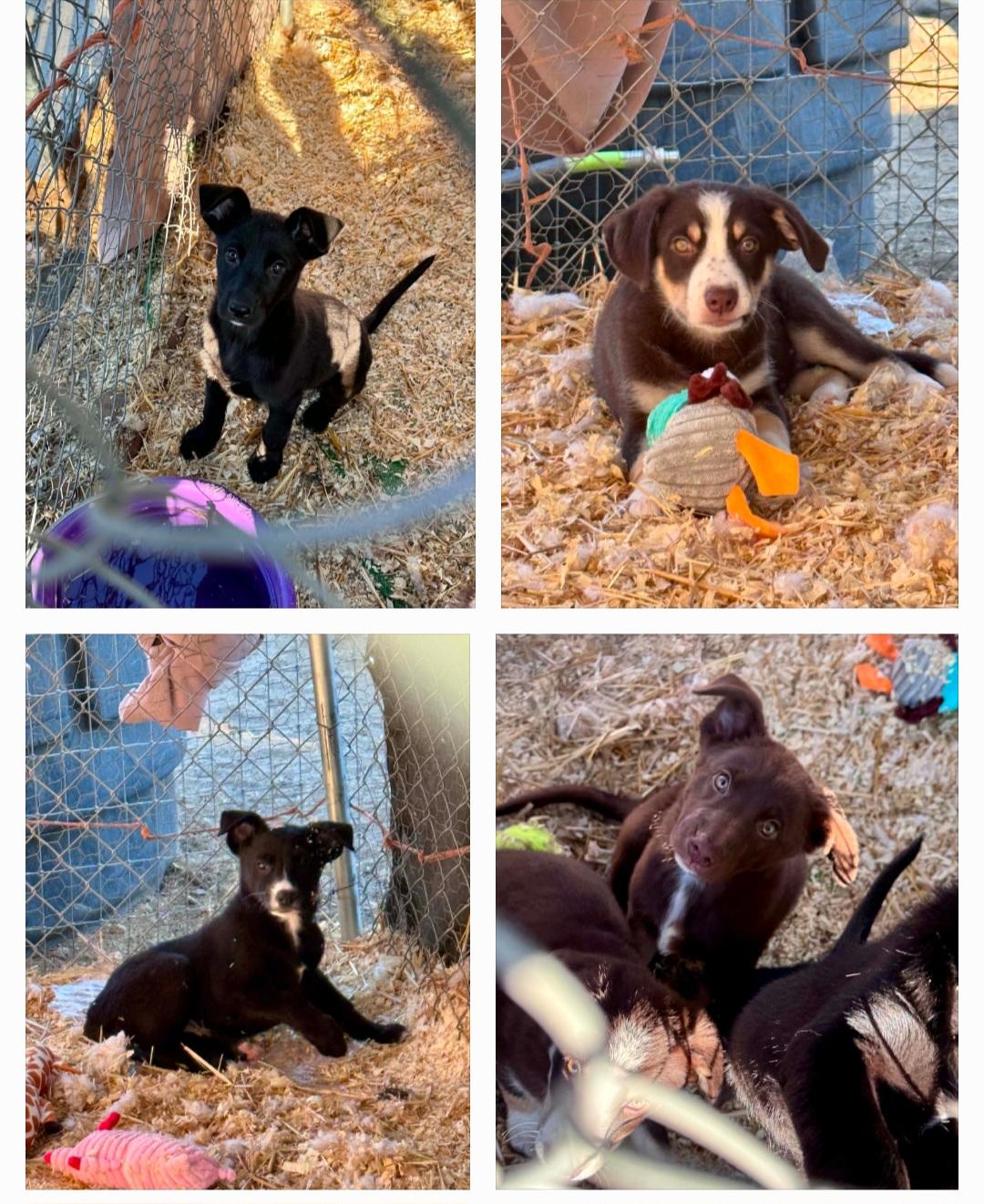 Enlarge 3 Little Herding Heartbreakers, a ADOPTABLE mixed breed in Bend, OR image 1/5