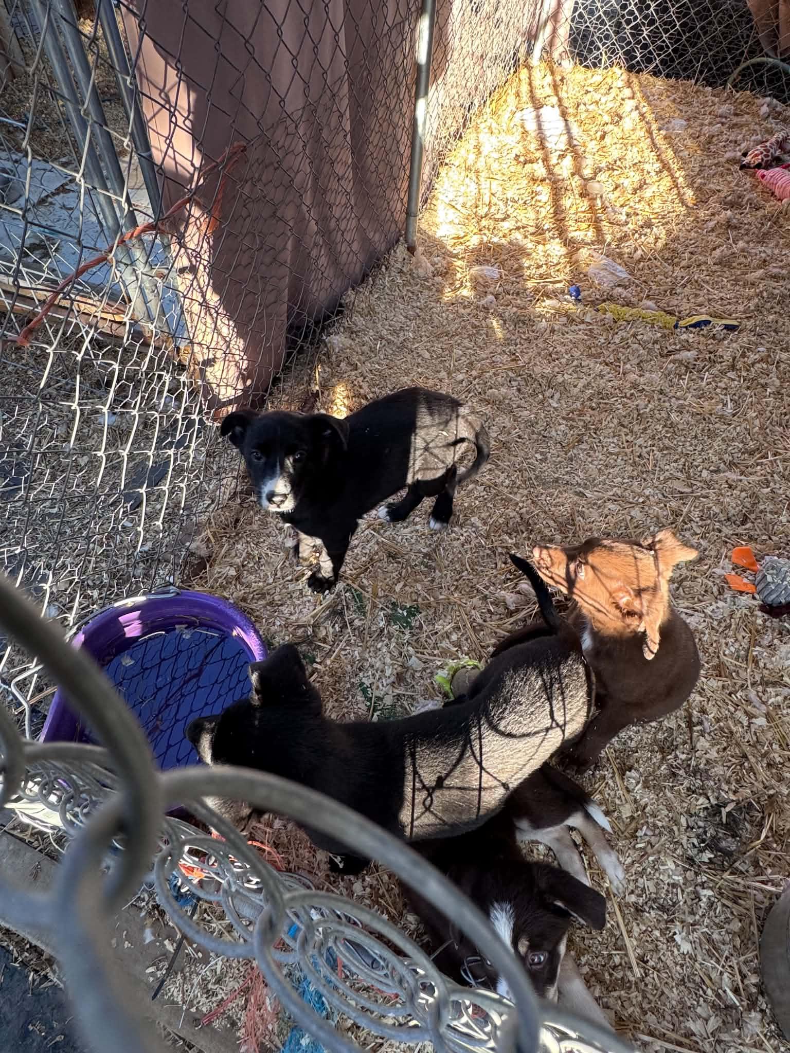 Enlarge 3 Little Herding Heartbreakers, a ADOPTABLE mixed breed in Bend, OR image 2/5