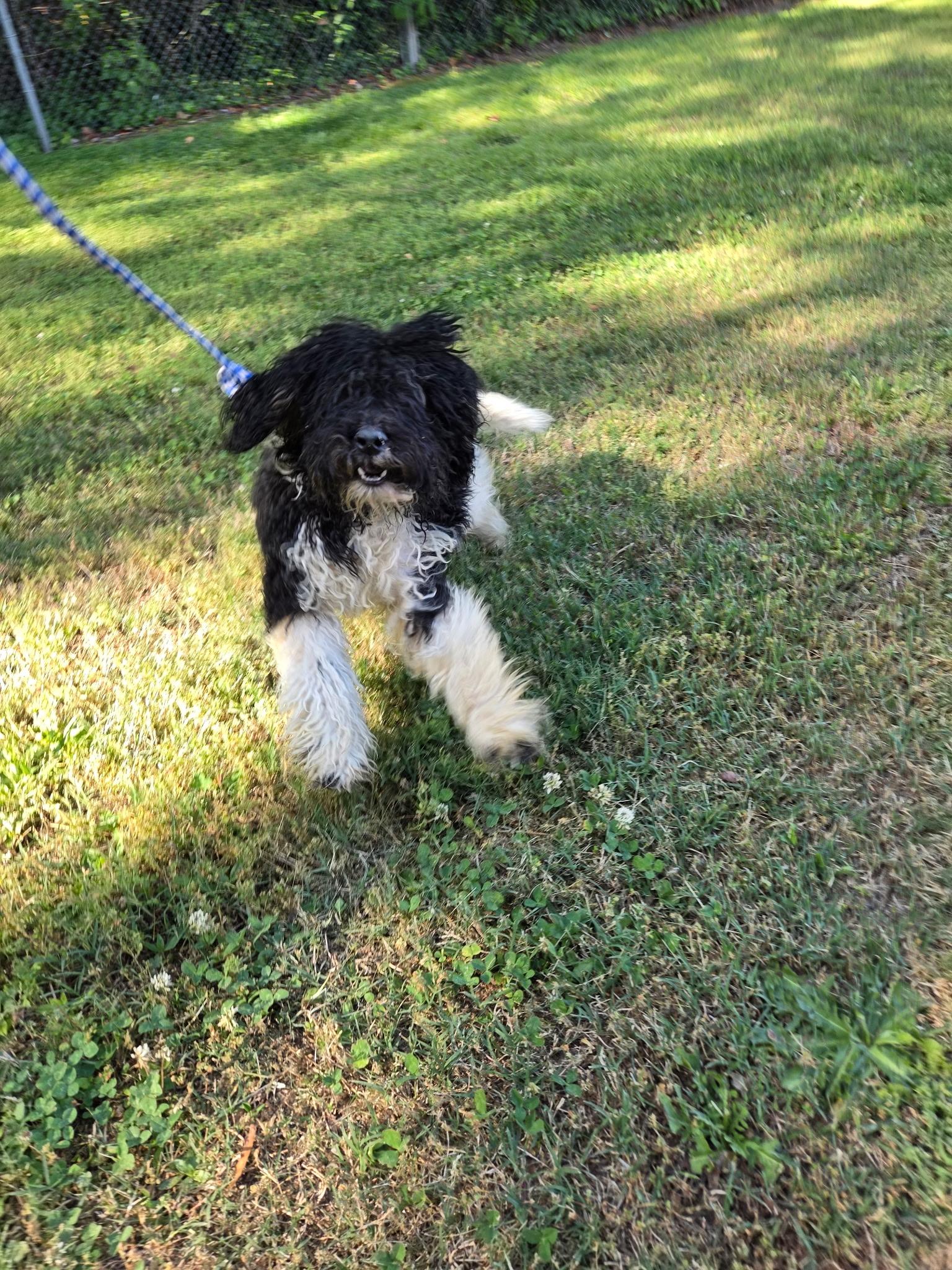 Enlarge Olaf30938, a ADOPTABLE Cockapoo in Rocky Mount, NC image 2/2
