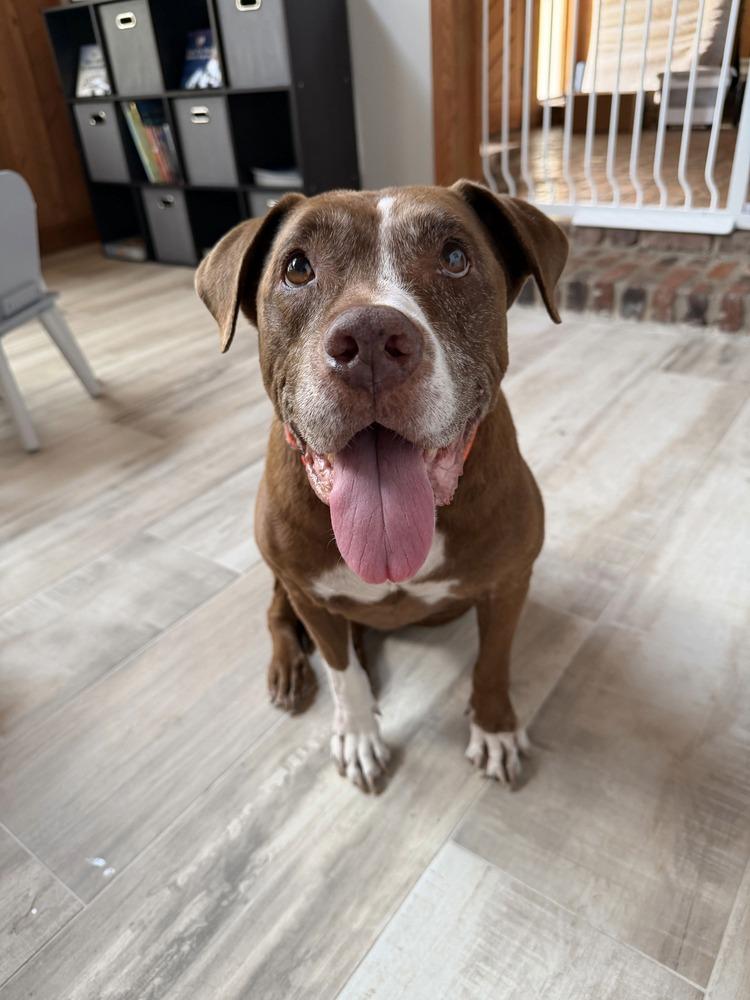 Lola, Adoptable, Senior Female Labrador Retriever.