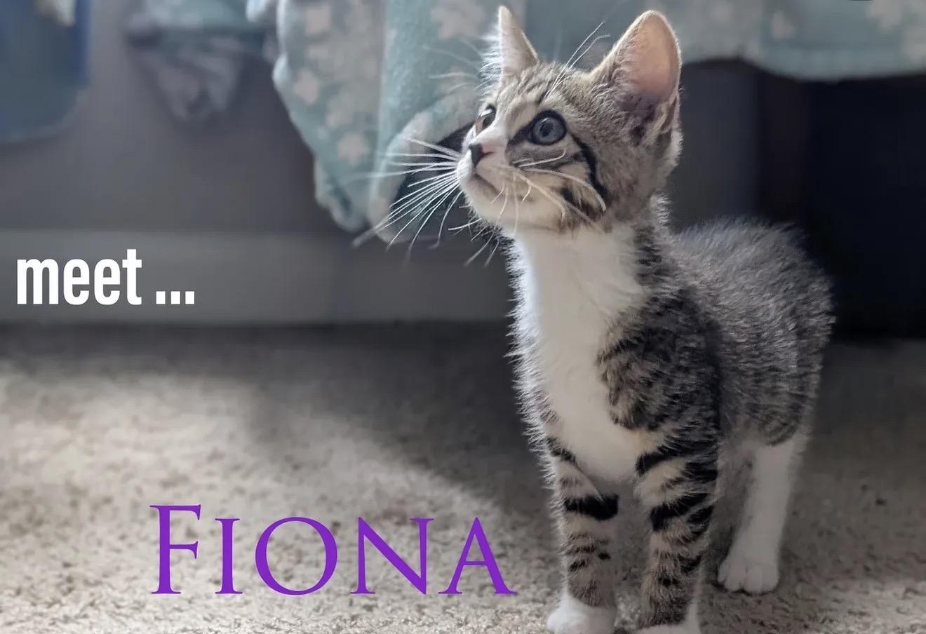 Fiona, ADOPTABLE, Young Female Domestic Short Hair.