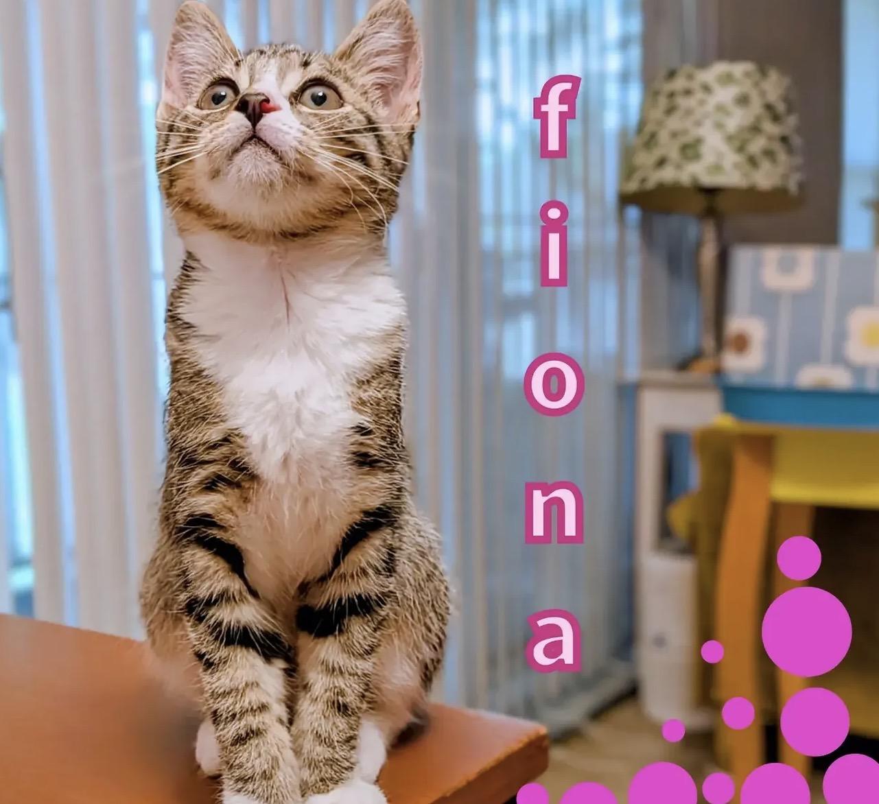 Enlarge Fiona, a ADOPTABLE Domestic Short Hair in Greensboro, NC image 3/3