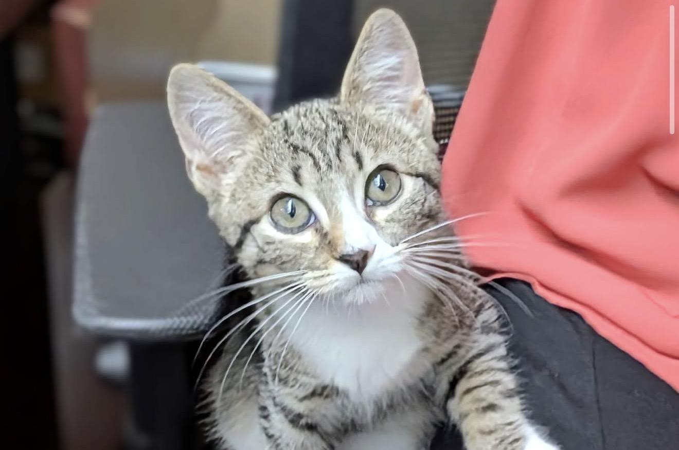 Enlarge Fiona, a ADOPTABLE Domestic Short Hair in Greensboro, NC image 2/3