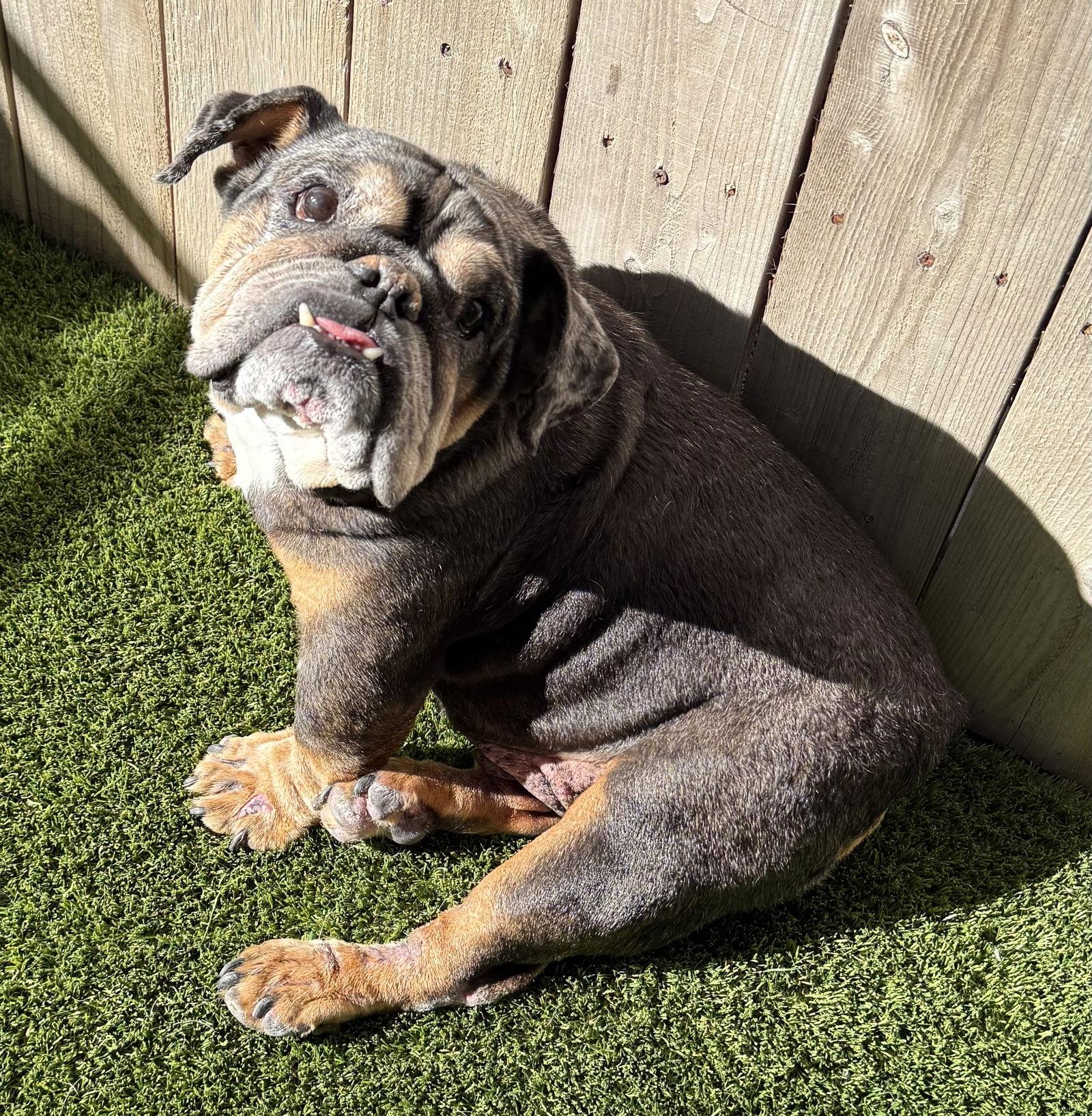 Enlarge Vader, a Adoptable English Bulldog in Mission Viejo, CA image 1/3