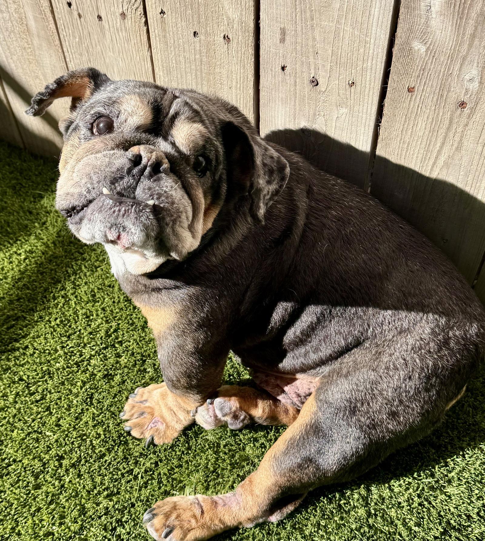 Enlarge Vader, a Adoptable English Bulldog in Mission Viejo, CA image 2/3