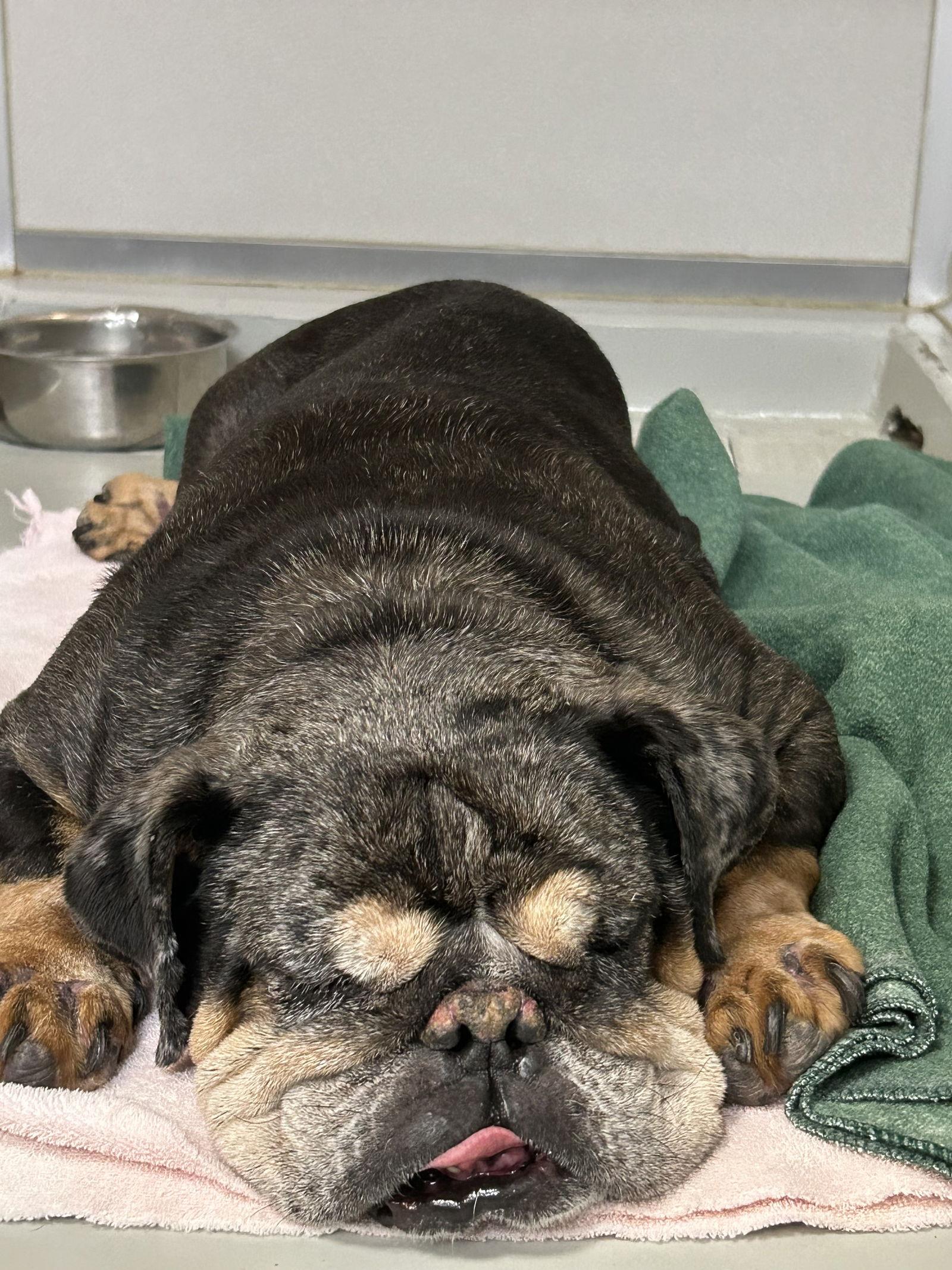 Enlarge Vader, a Adoptable English Bulldog in Mission Viejo, CA image 3/3