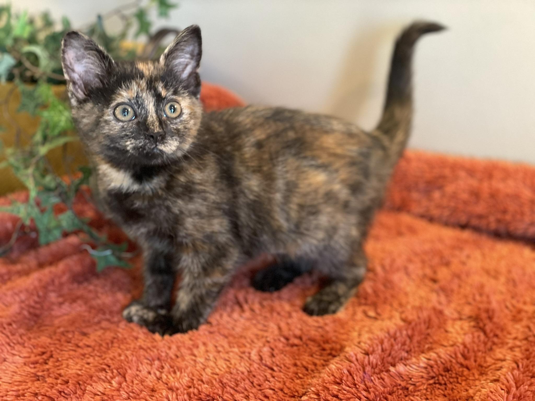 Enlarge Violet, an adopted Tortoiseshell in Taylor, MI image 5/6