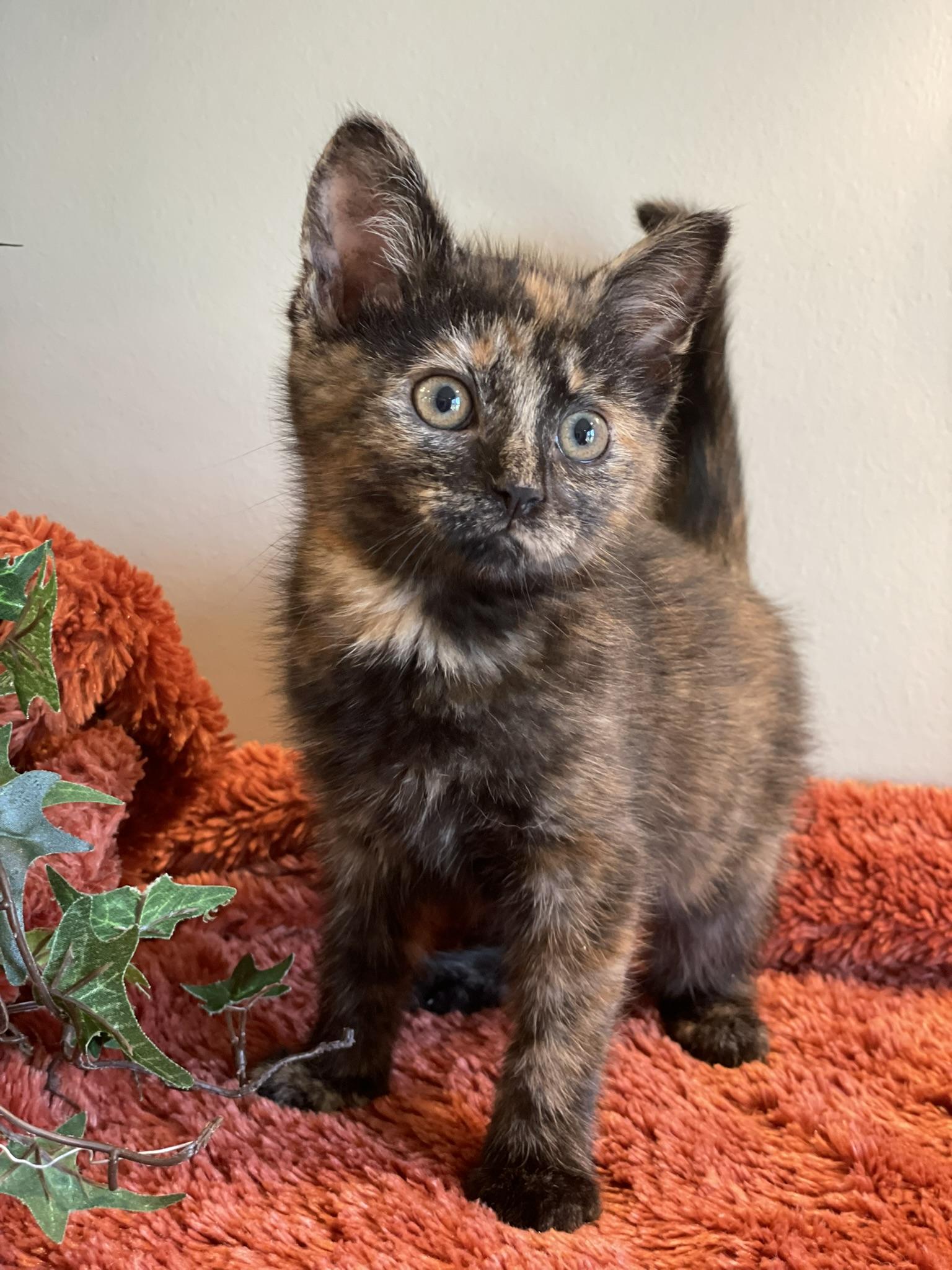 Enlarge Violet, an adopted Tortoiseshell in Taylor, MI image 4/6